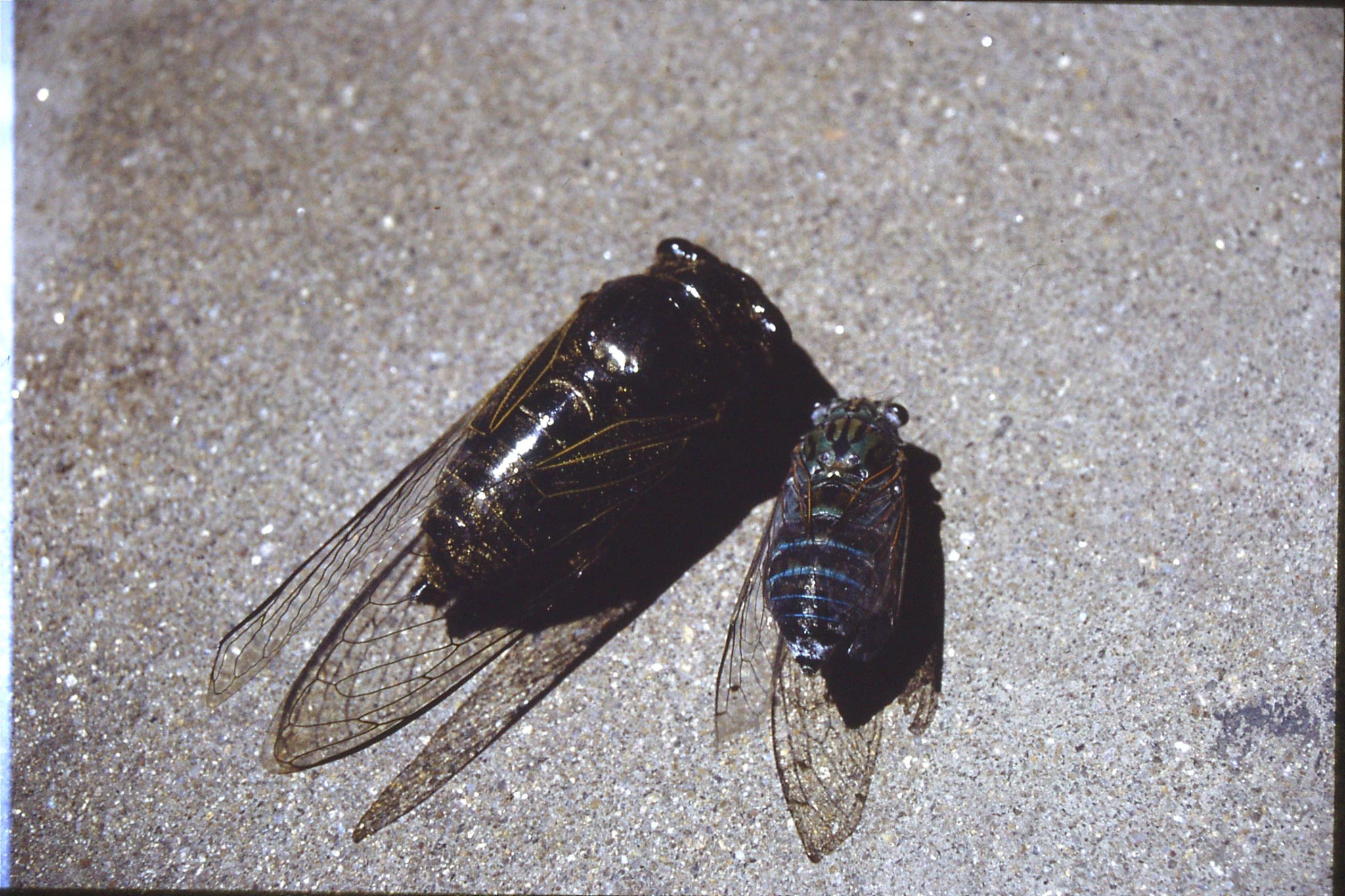 17/7/1989: 30: dead cicadas on balcony
