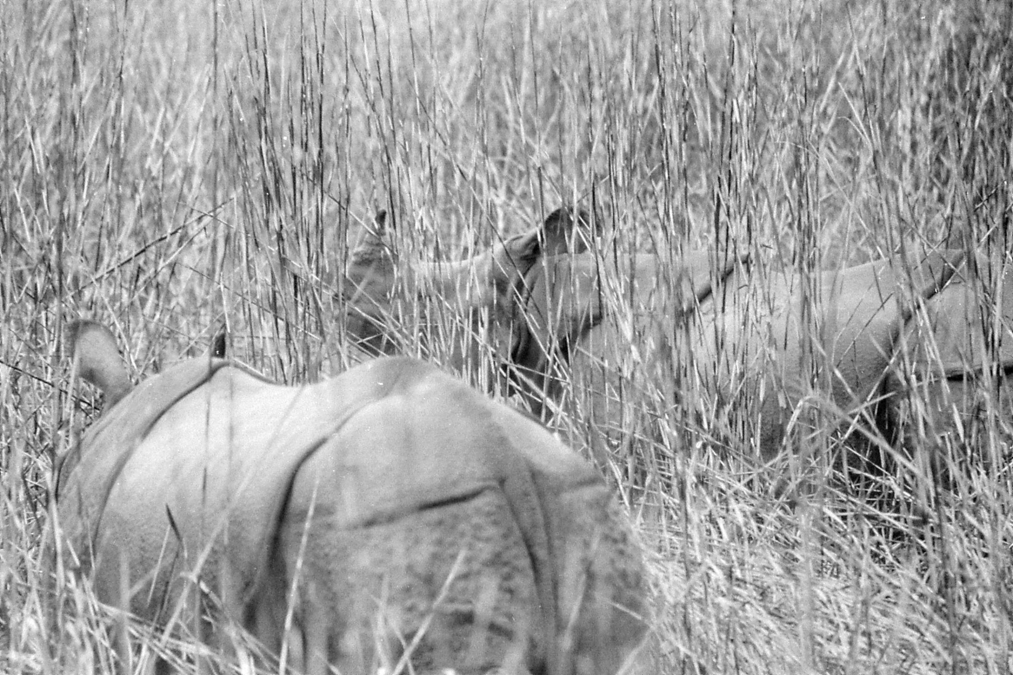 9/4/1990: 25: Kaziranga Indian One Horned Rhino