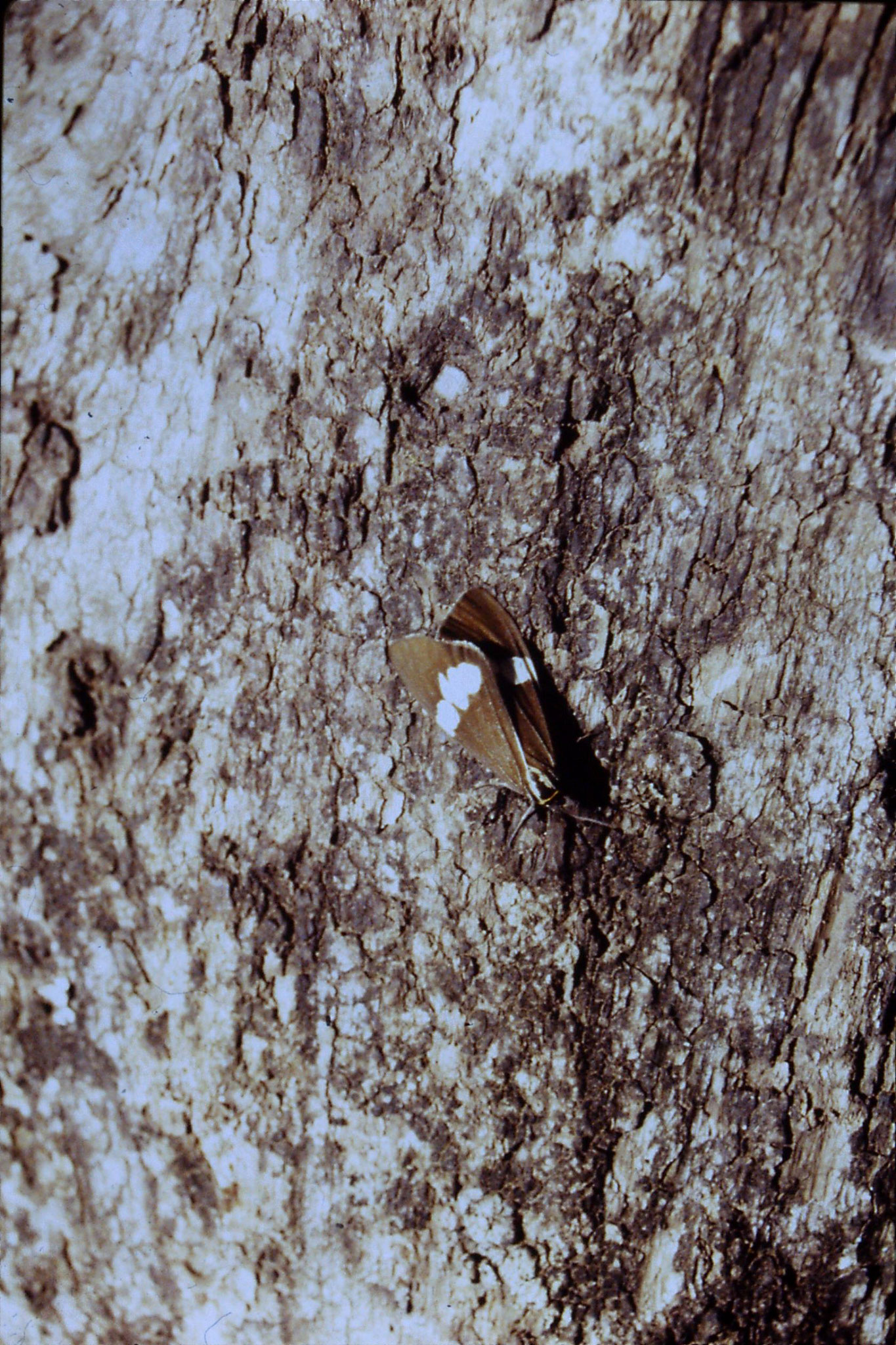 13/10/1990: 14: Mt Lamington, Moran's Falls, moth