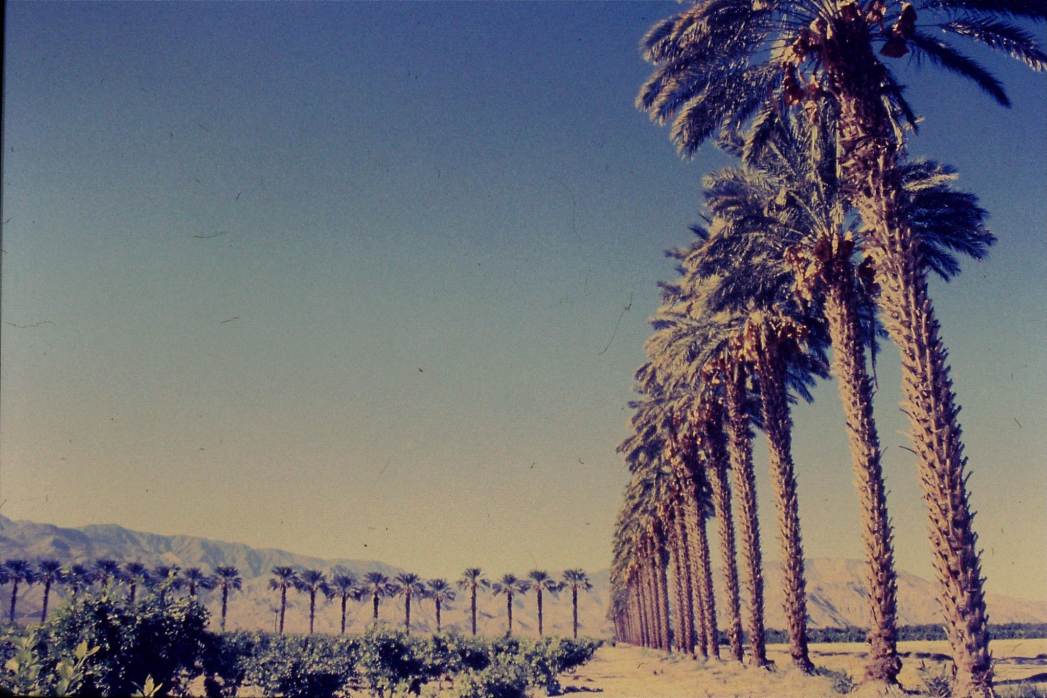 9/12/1990: 36: nr Palm Springs, date orchards