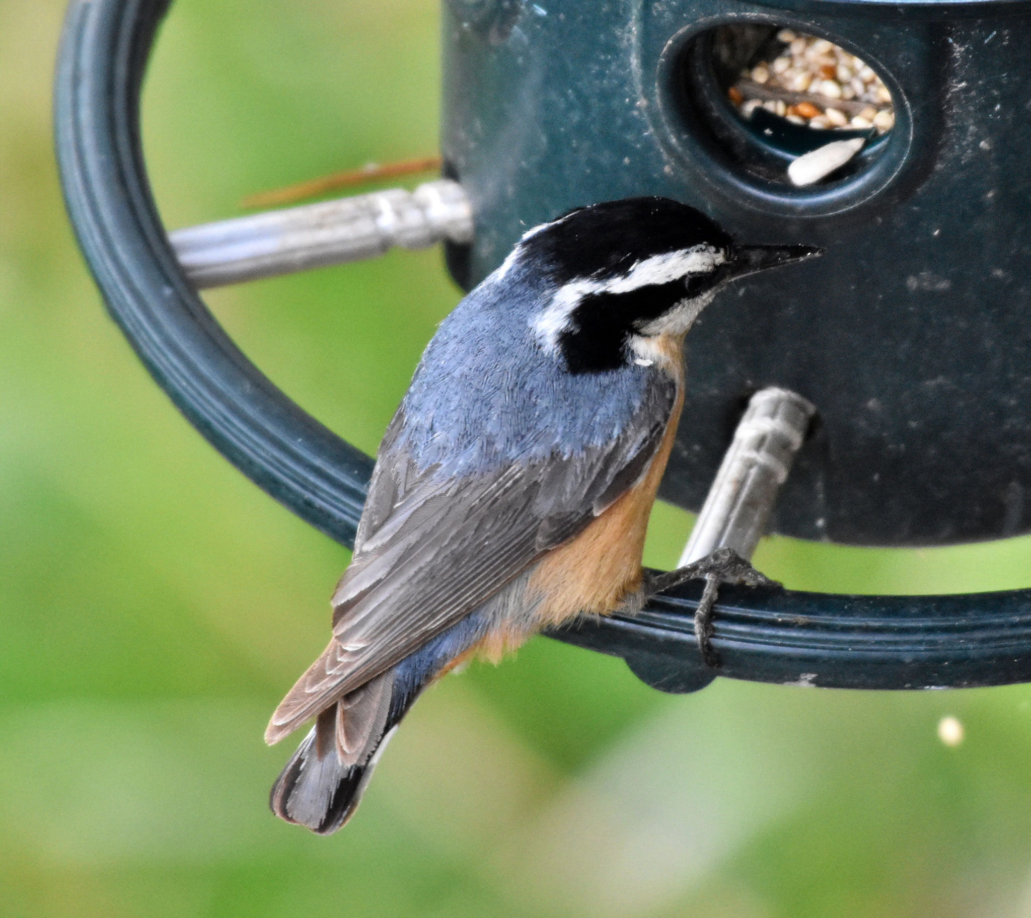 Red-breasted Nuthatch