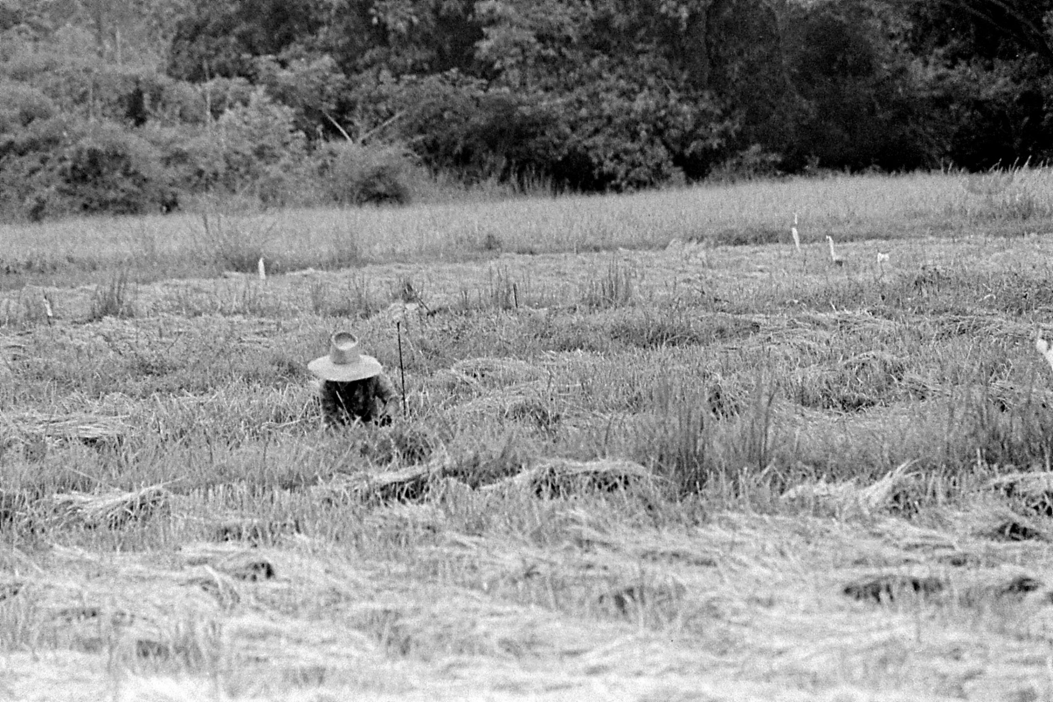 7/6/1990: 11: Manorom, rice harvest