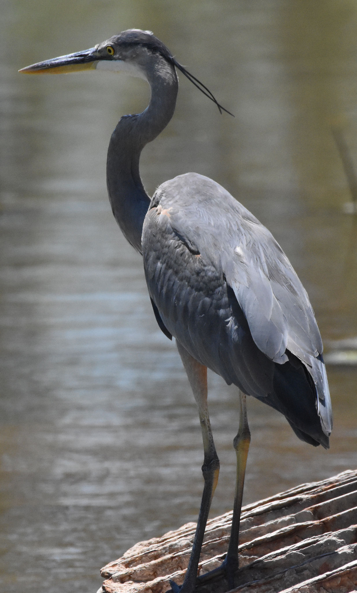 Great Blue Heron