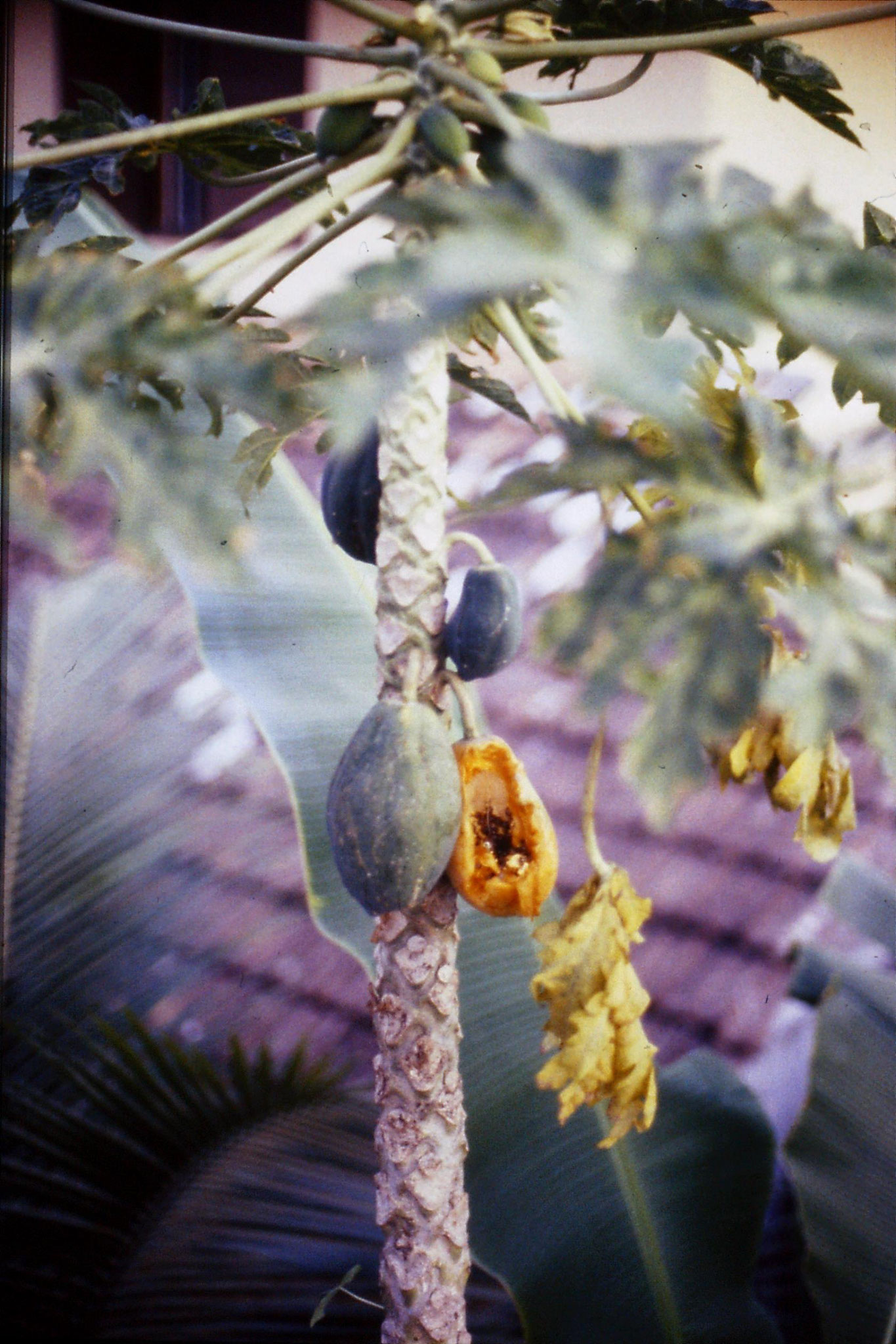 106/18: 24/2/1990 Erkunaculum - papaya tree