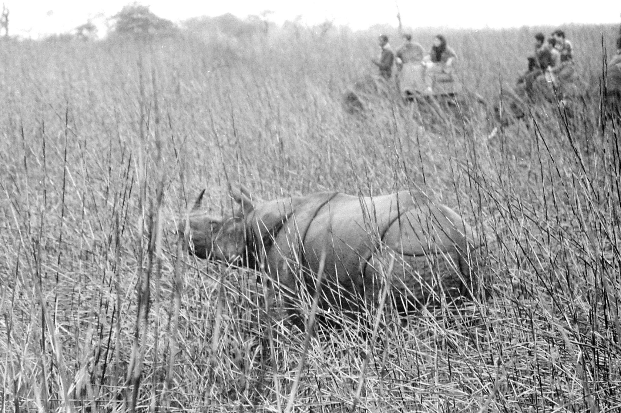 9/4/1990: 28: Kaziranga Indian One Horned Rhino