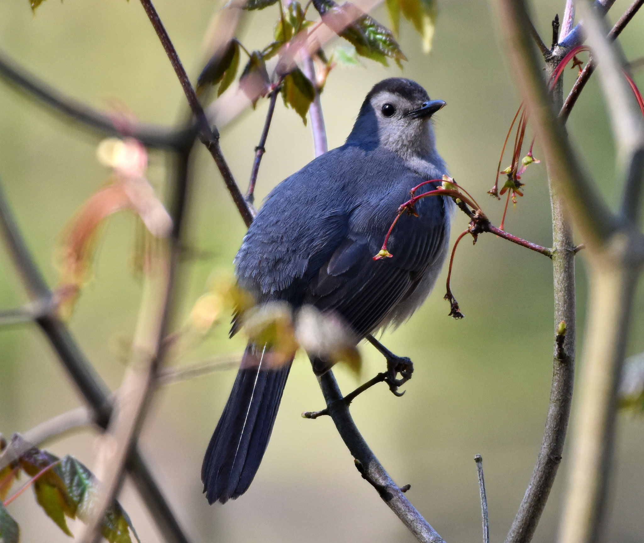 Gray Catbird