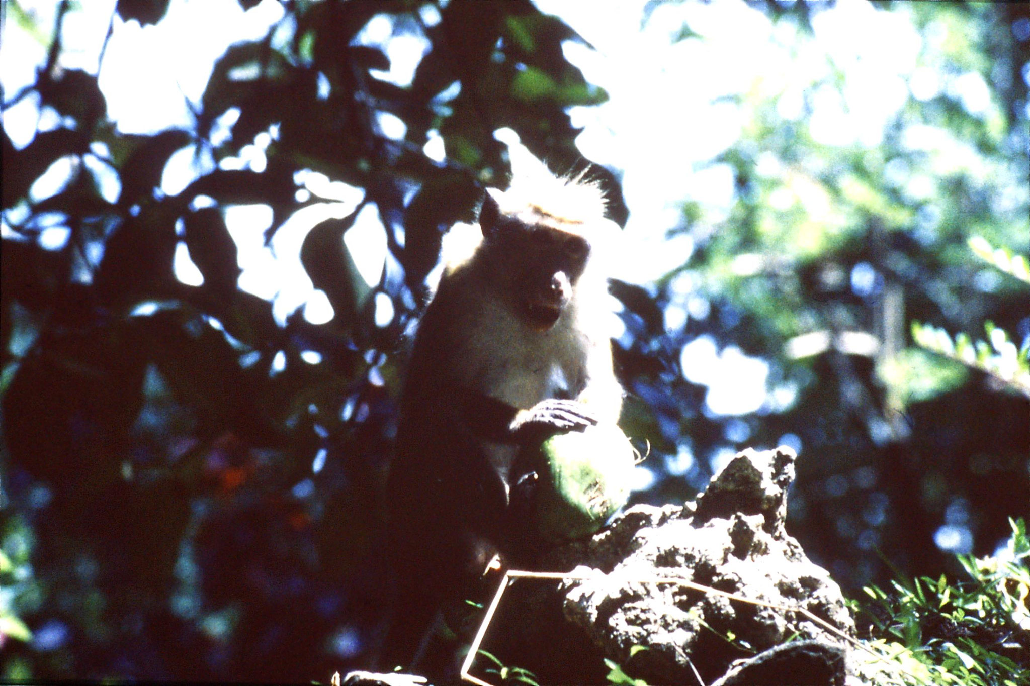 4/2/1990: 20: Kandy next to guesthouse