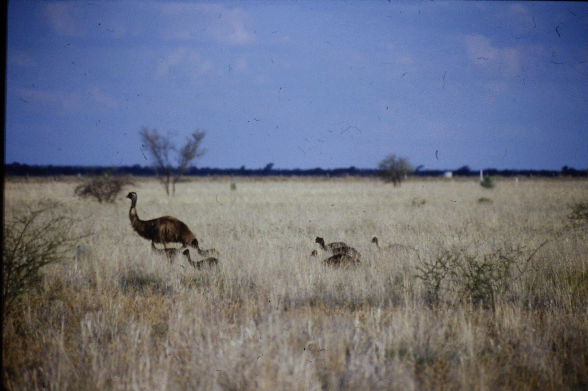 1/11/1990: 35: emu and chicks
