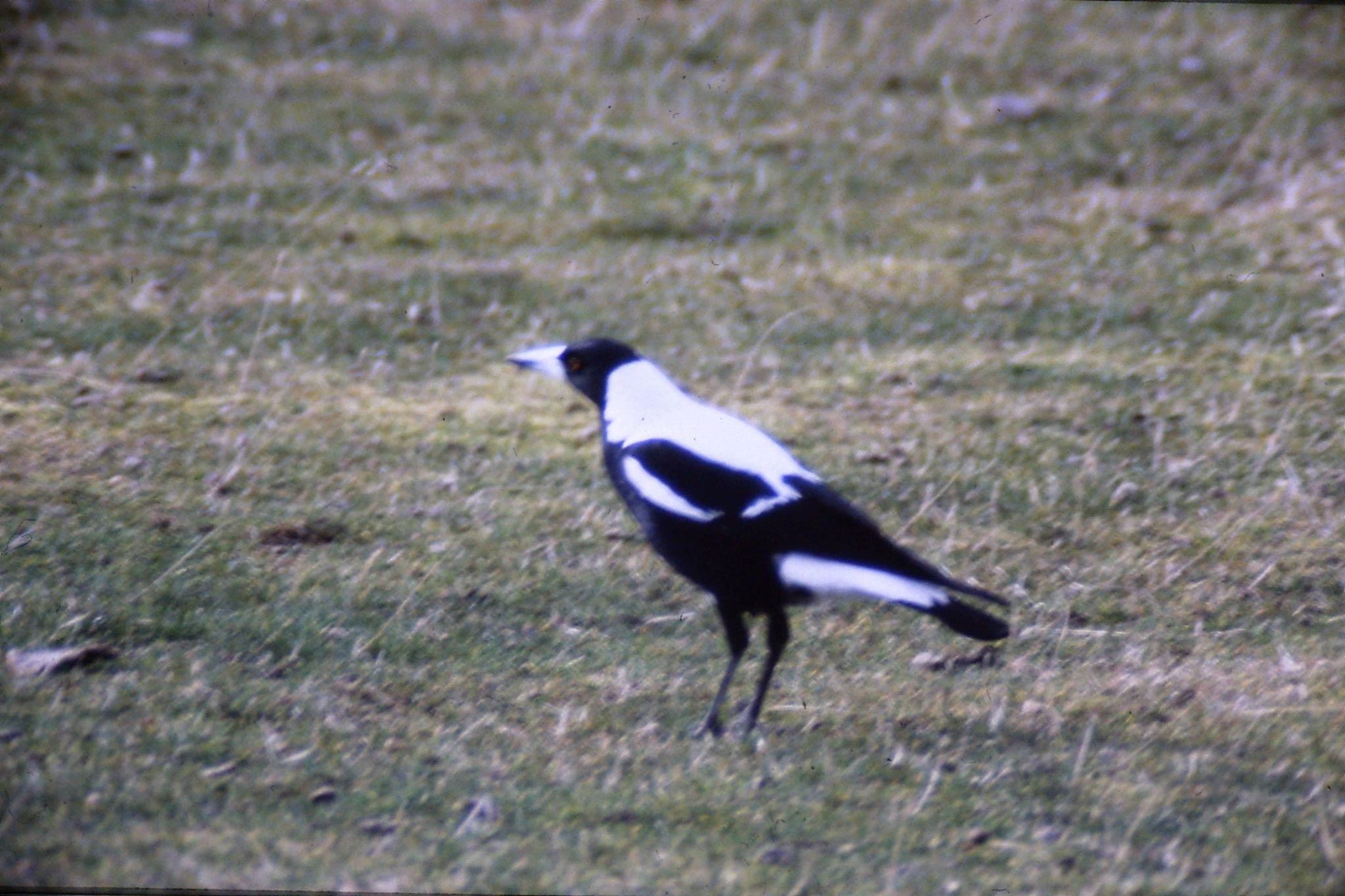 13/8/1990: 30: Australian magpie