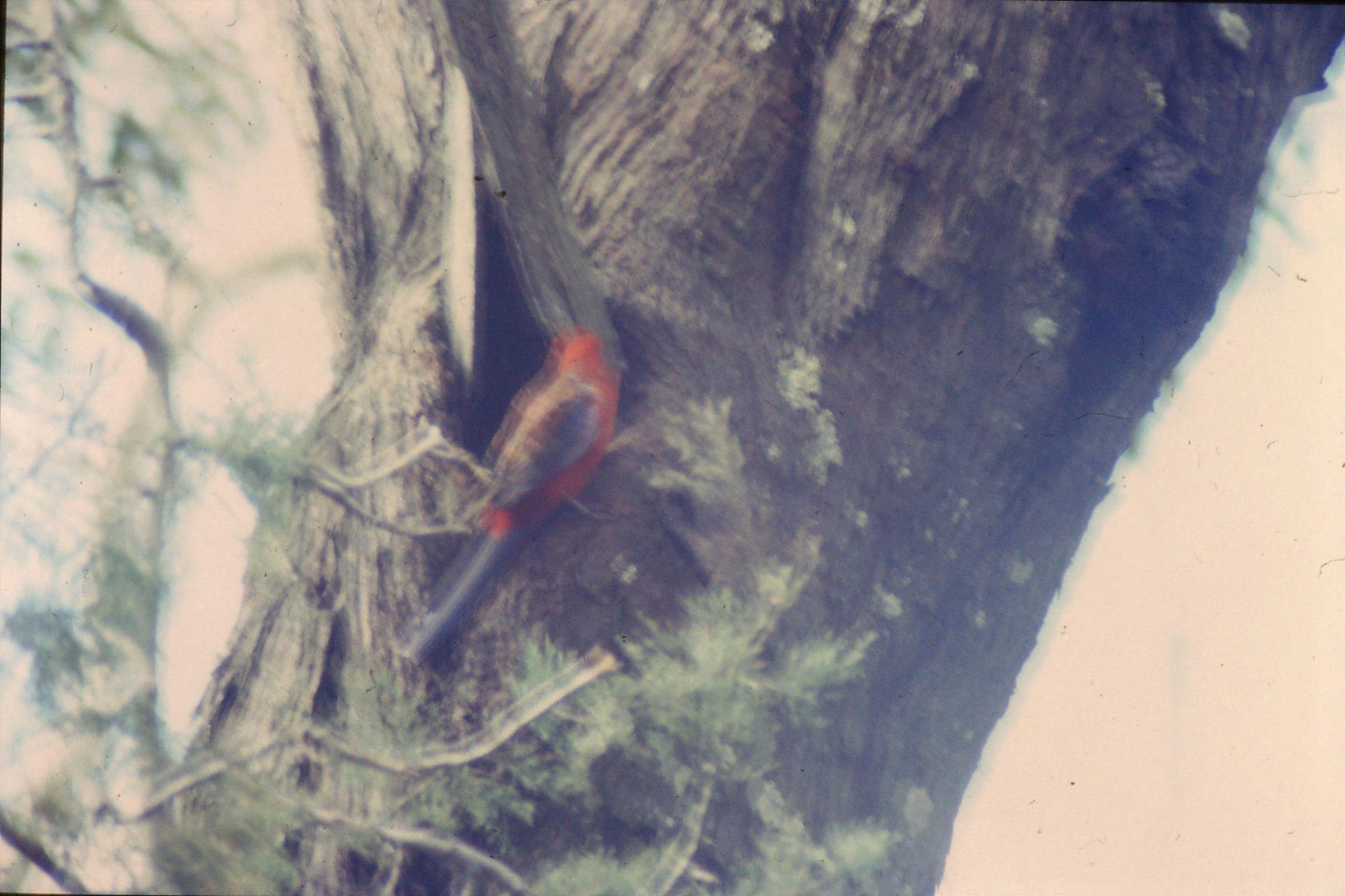 21/9/1990: 1: near Sundial picnic gound, crimson rosella