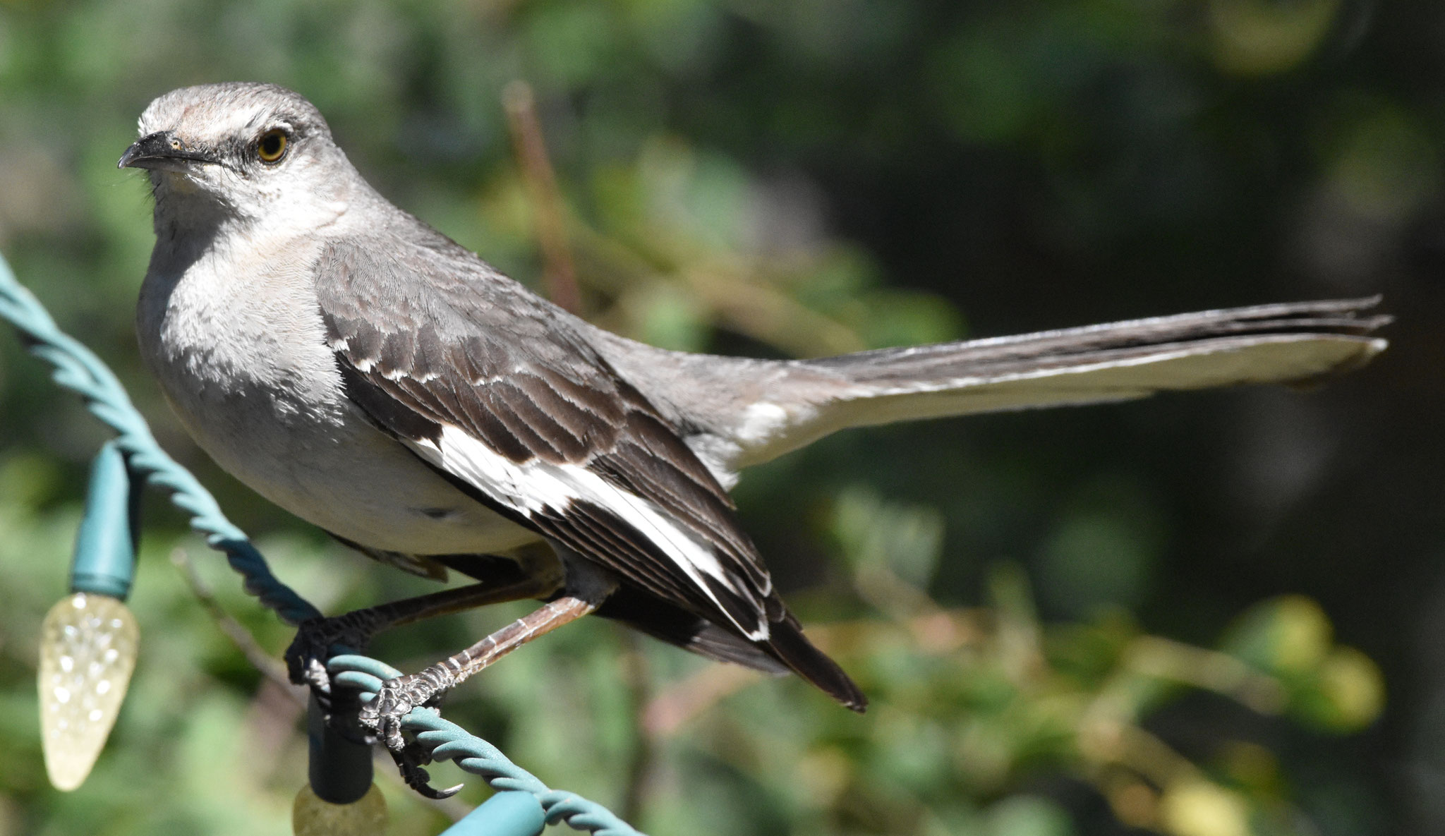 Northern Mockingbird