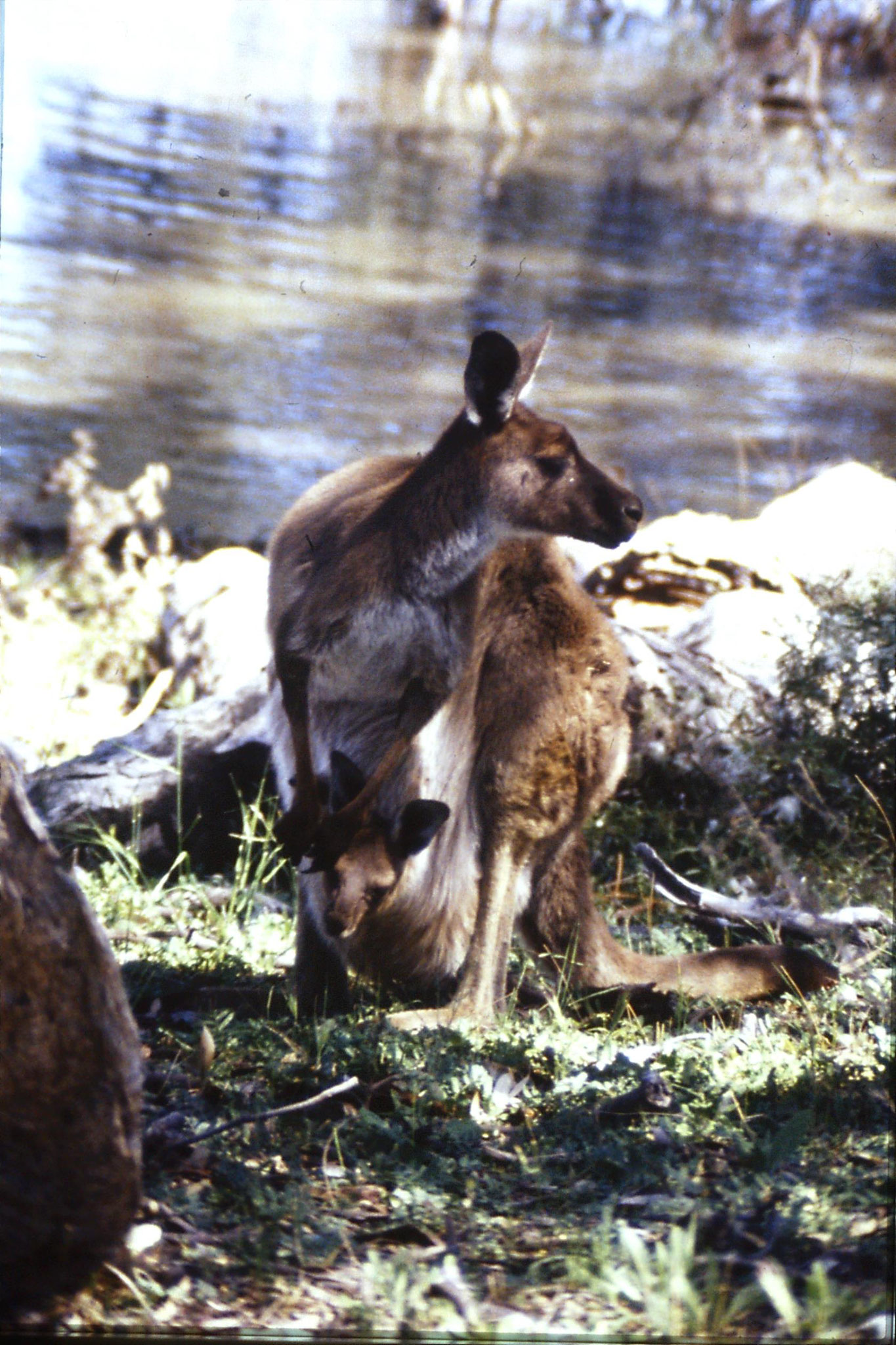 24/9/1990: 12: Hattah Kulkyne, red kangaroos