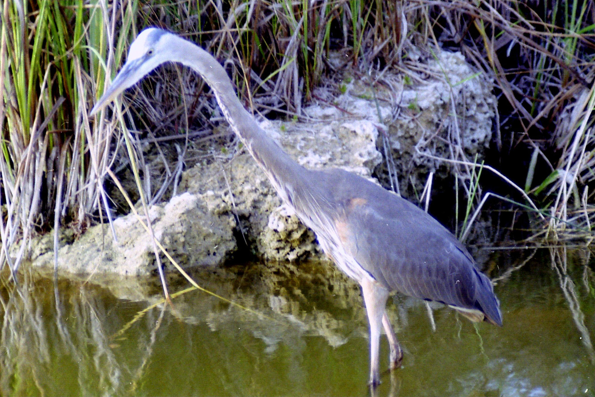 Florida 1991