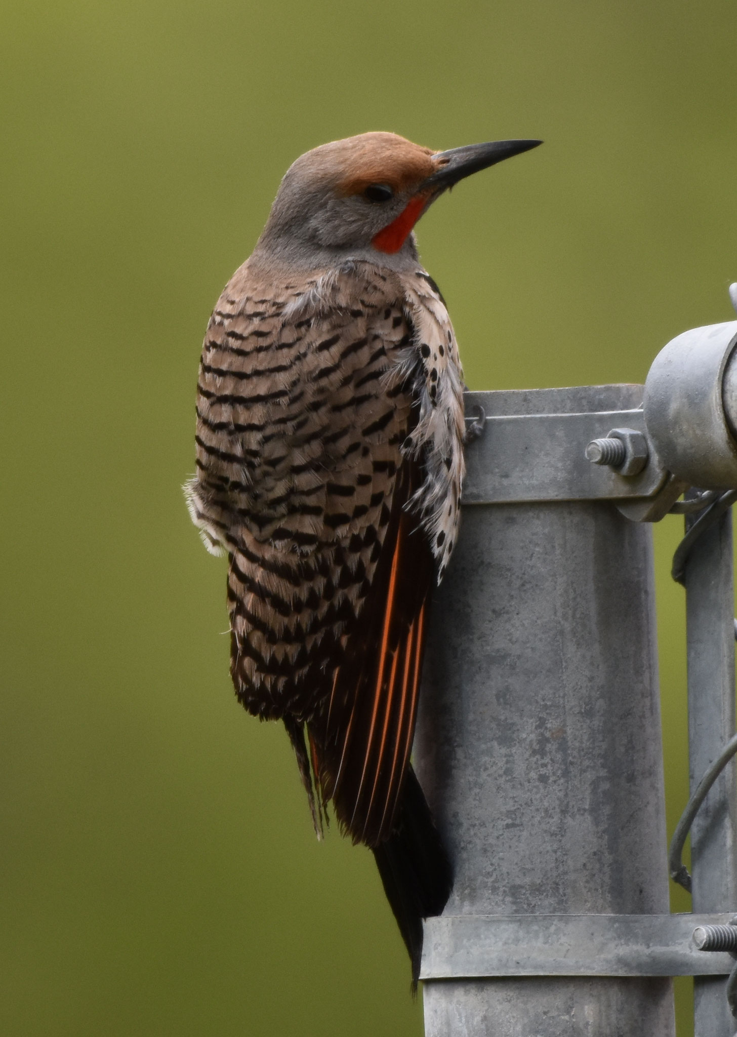 Northern Flicker