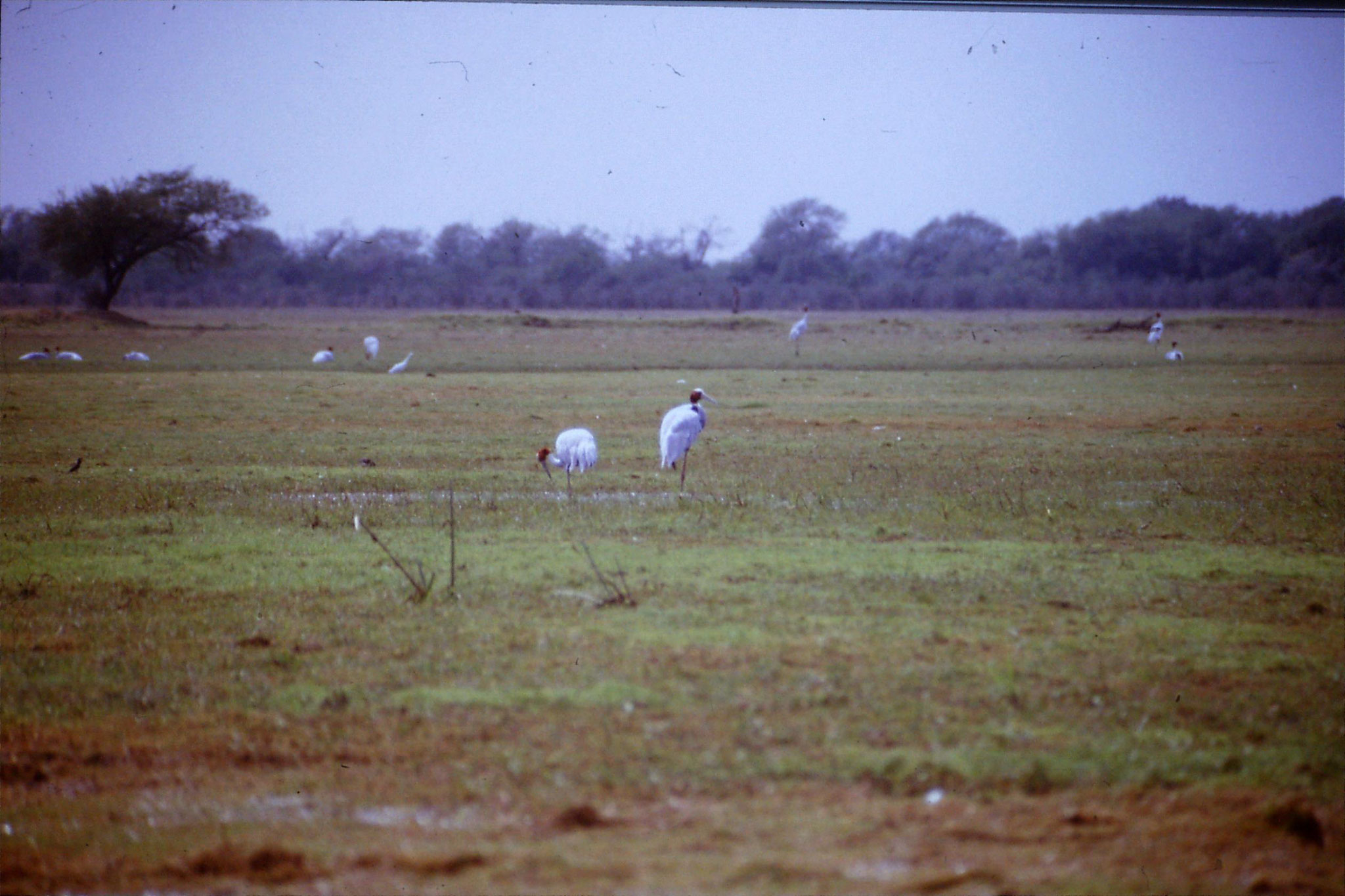 109/16: 1/4/1990 Bharatpur - two Sarus cranes