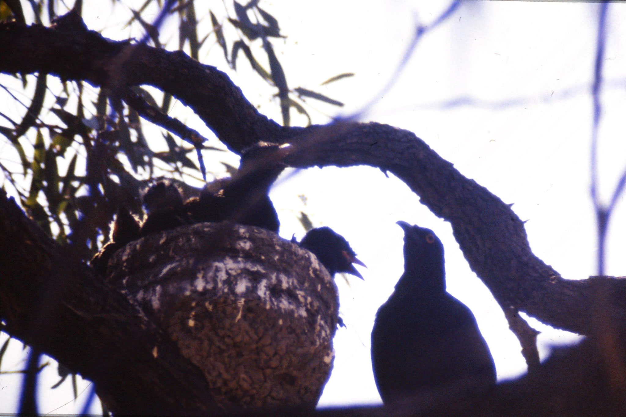 24/9/1990: 8: Hattah Kulkyne, chough nest