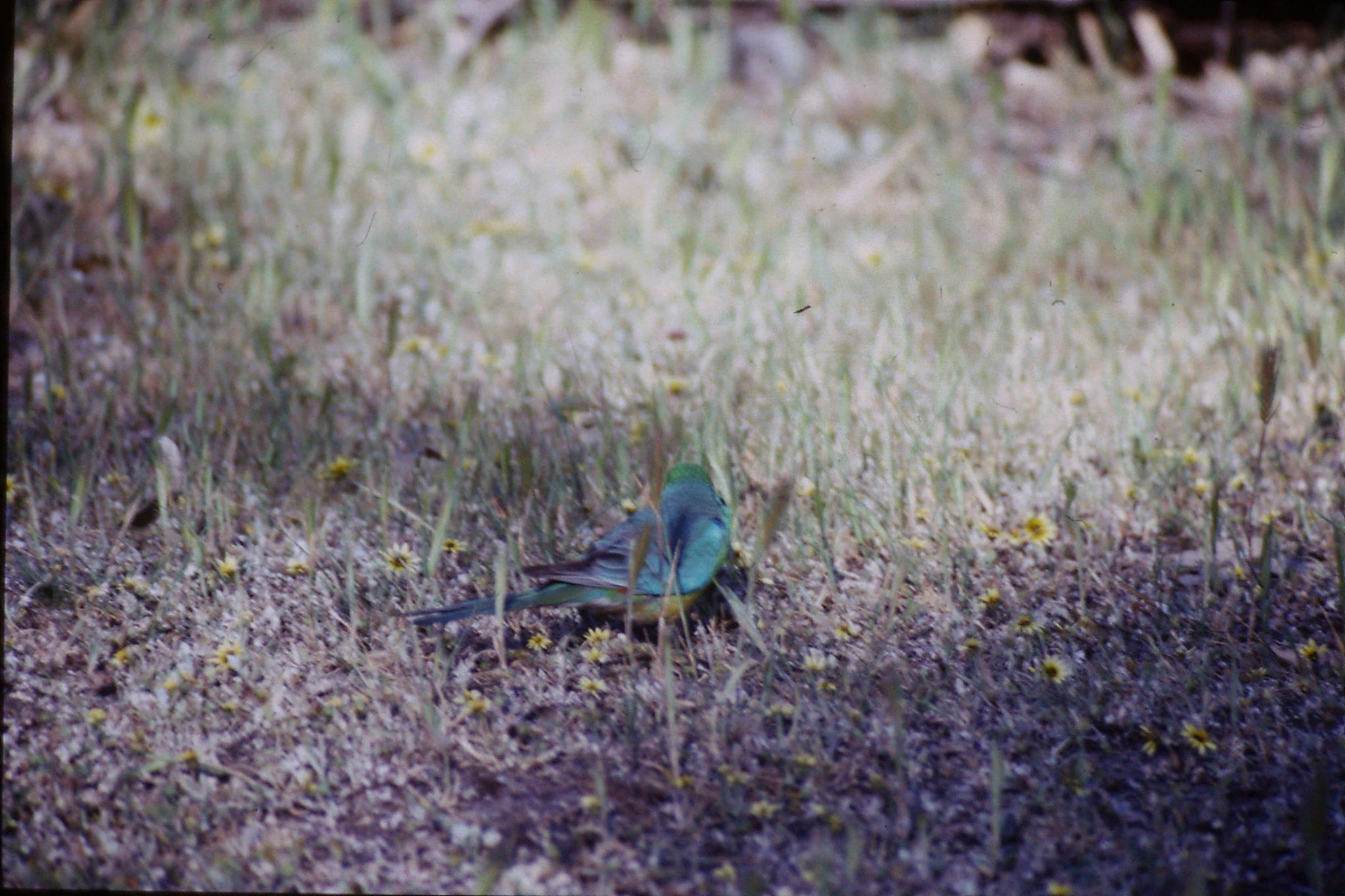 23/9/1990: 21: Wyperfeld, red rumped parrot