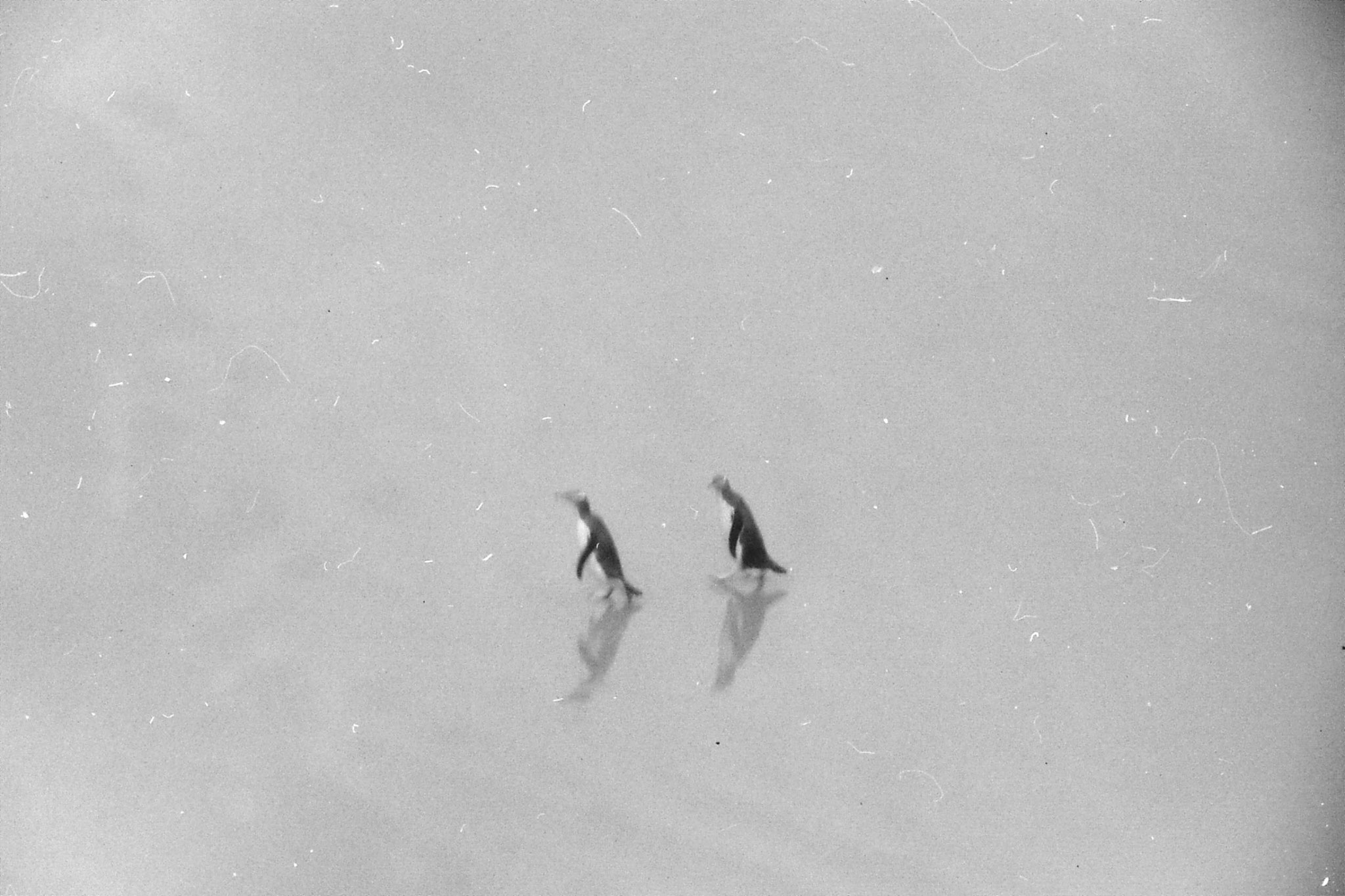 21/8/1990: 31: yellow eyed penguin colony