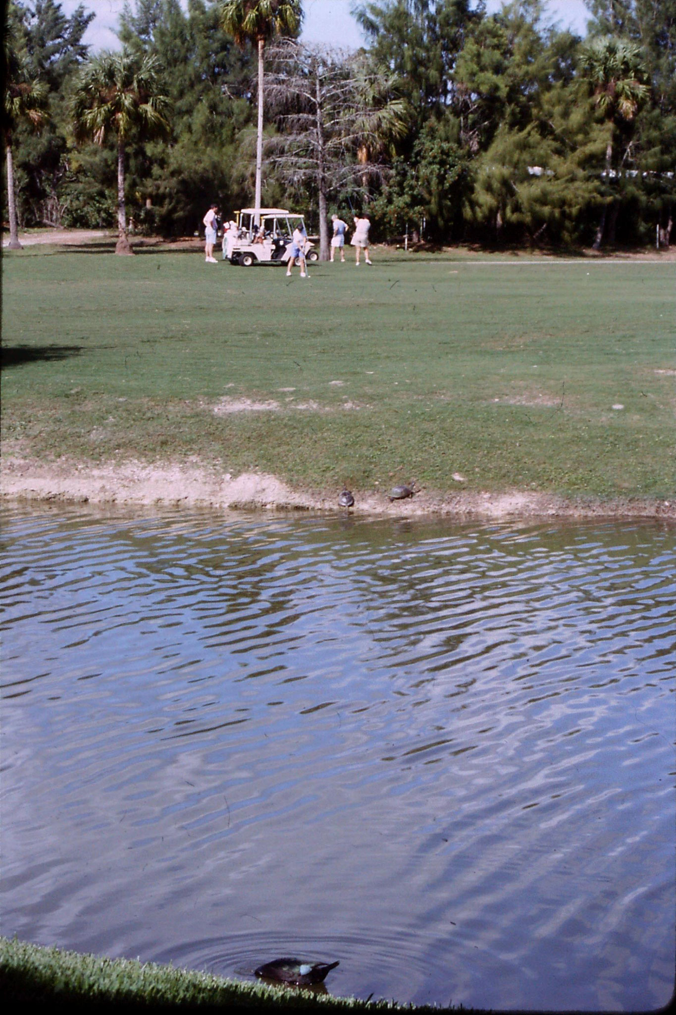 7/1/1991: 30: outside C's flat, golfers and turtles
