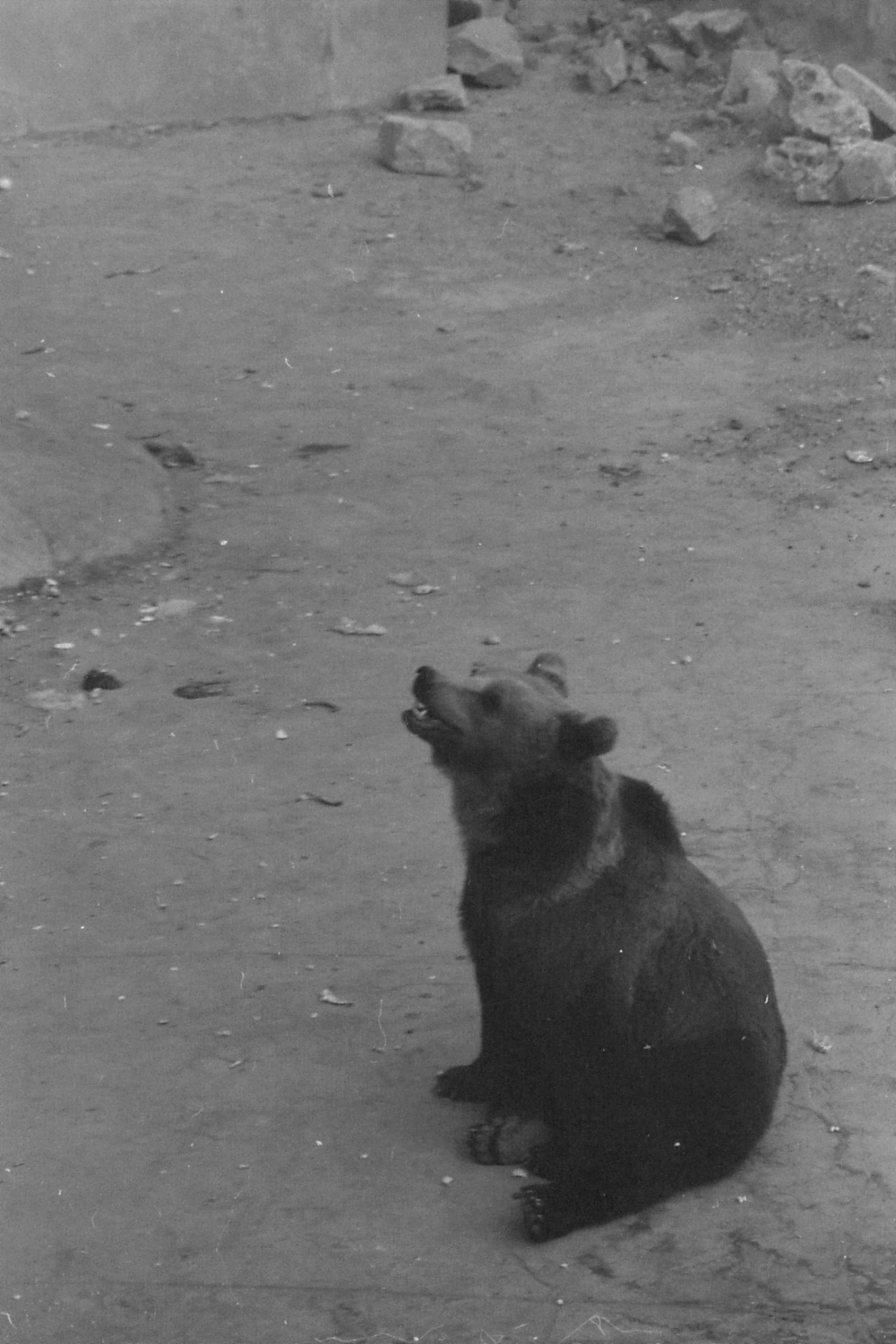 19/11/1988: 9: Beijing Zoo