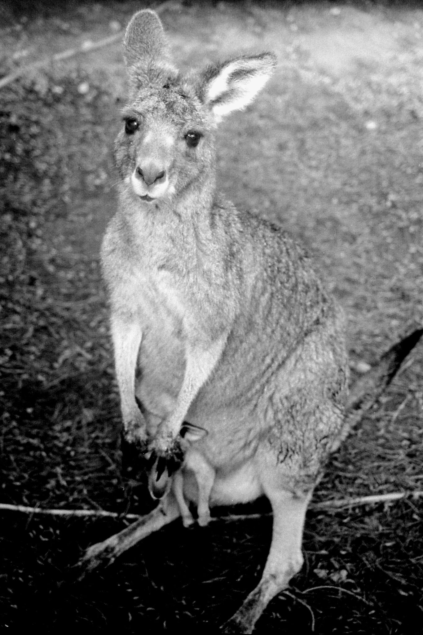 21/9/1990: 28: Grampians Zumsteins campsite