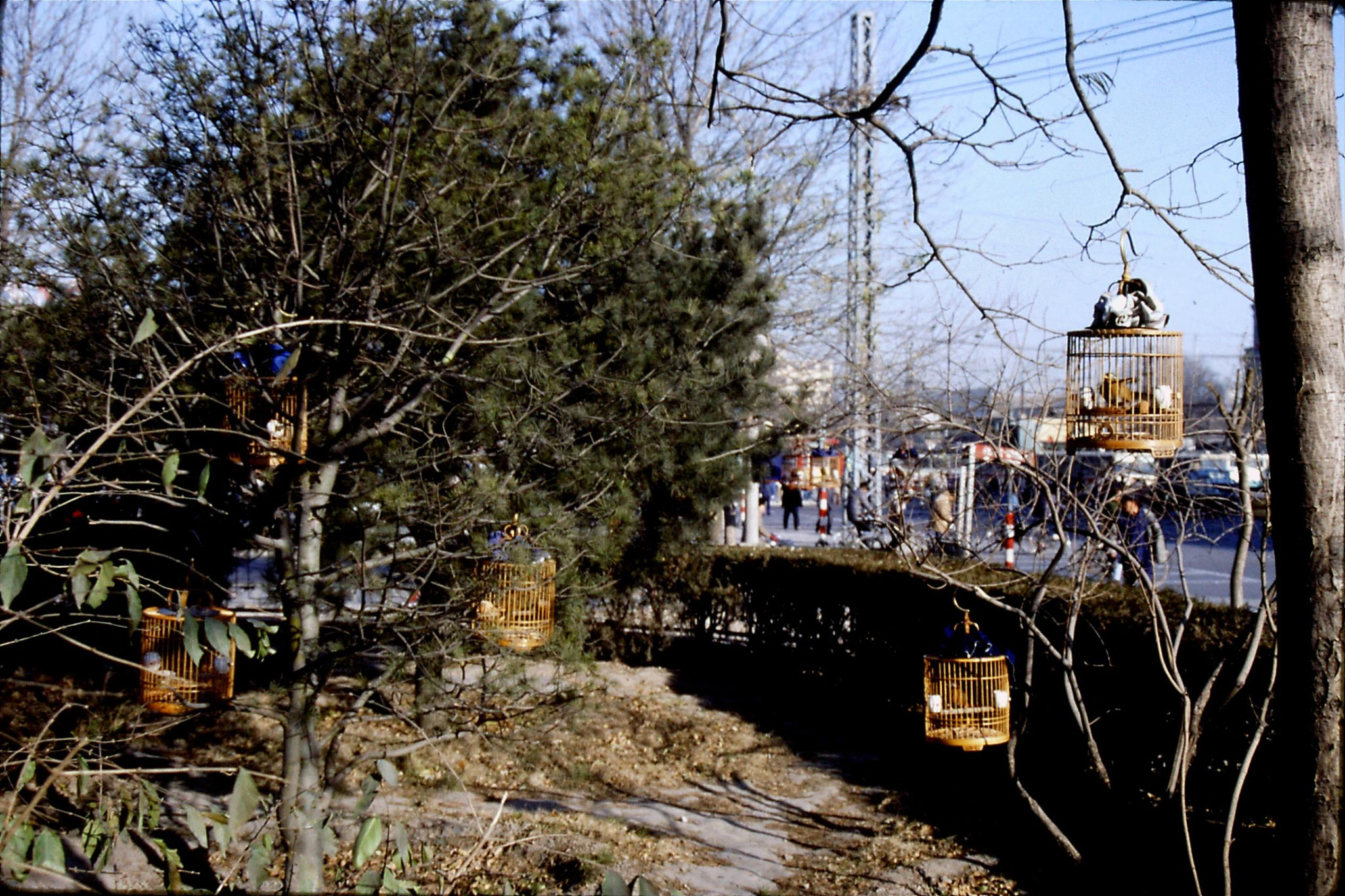 5/12/1988: 17: bird cages near China Photo