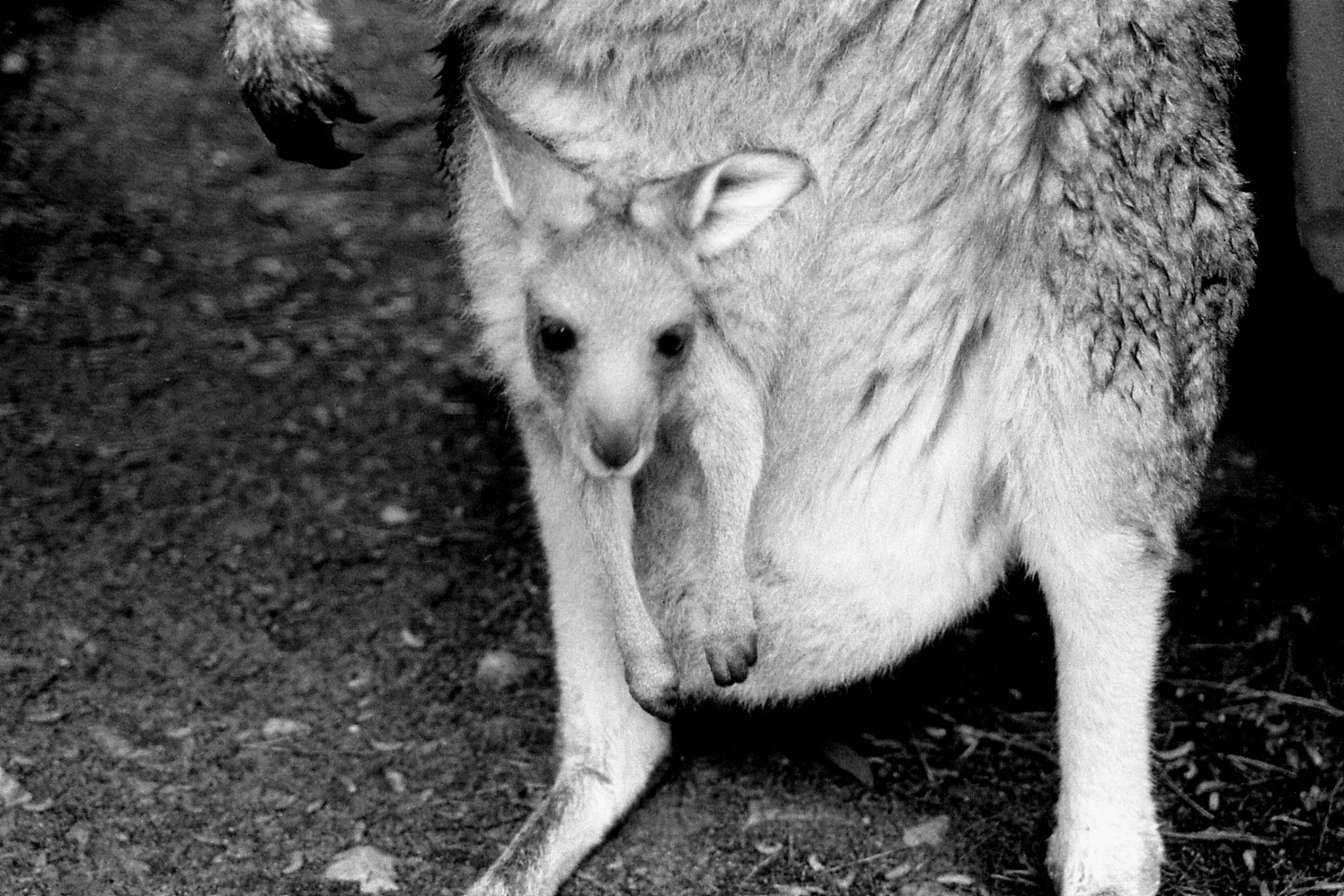 21/9/1990: 29: Grampians Zumsteins campsite