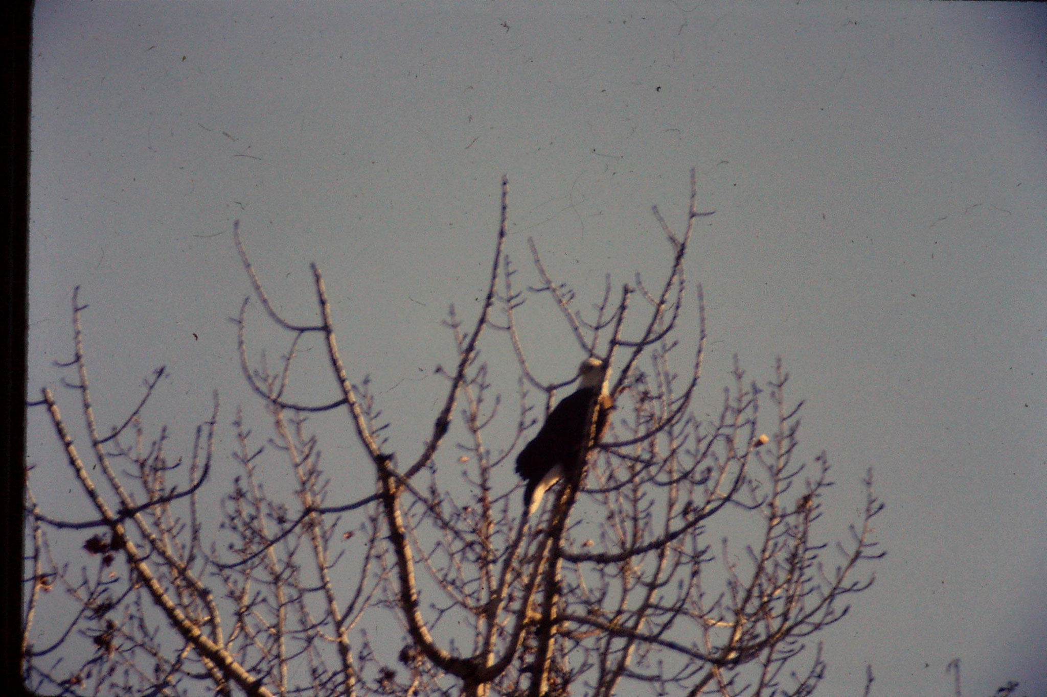 23/1/1991: 20: bald eagles