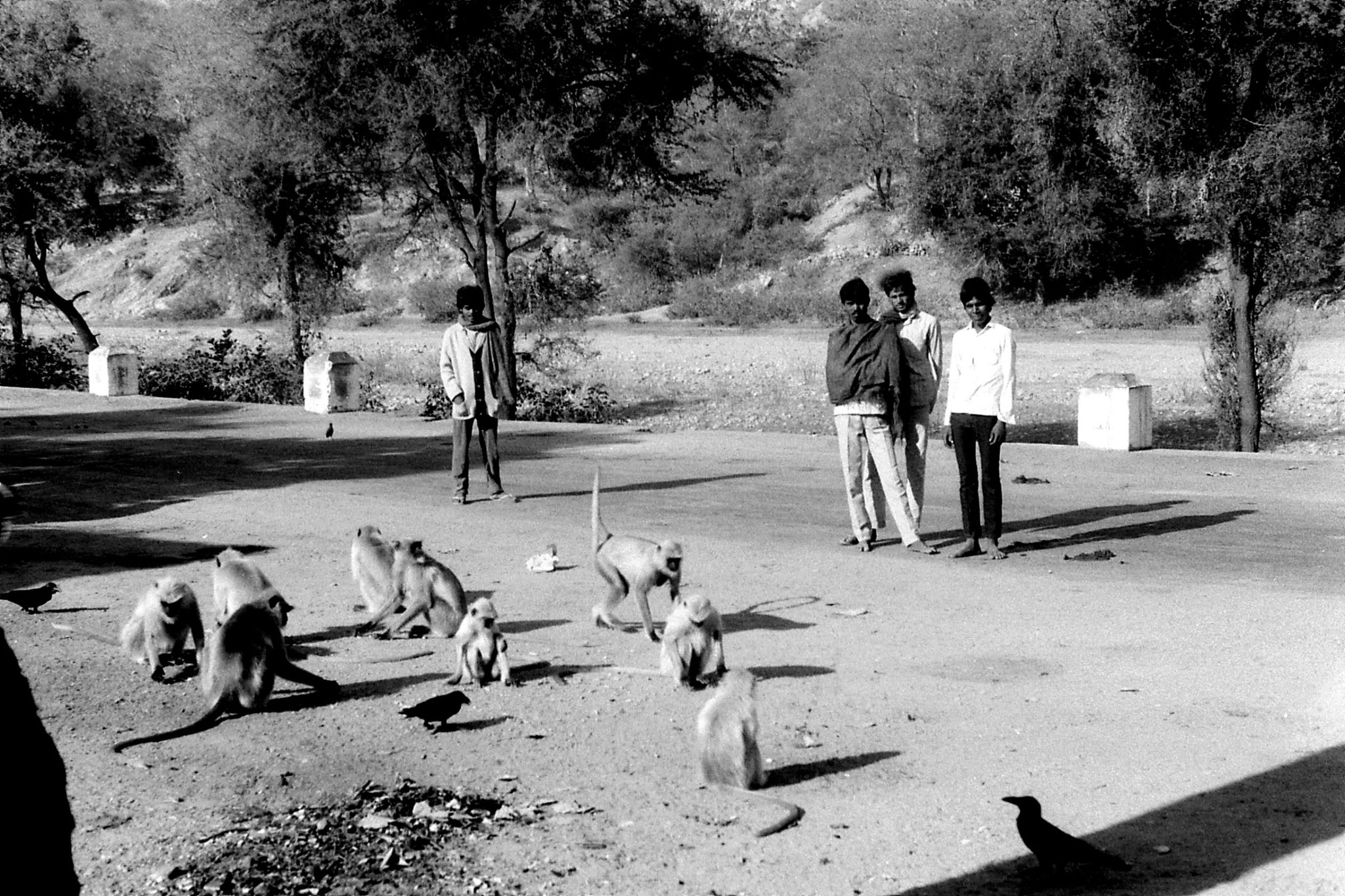 7/12/1989: 11: monkeys at bus stop