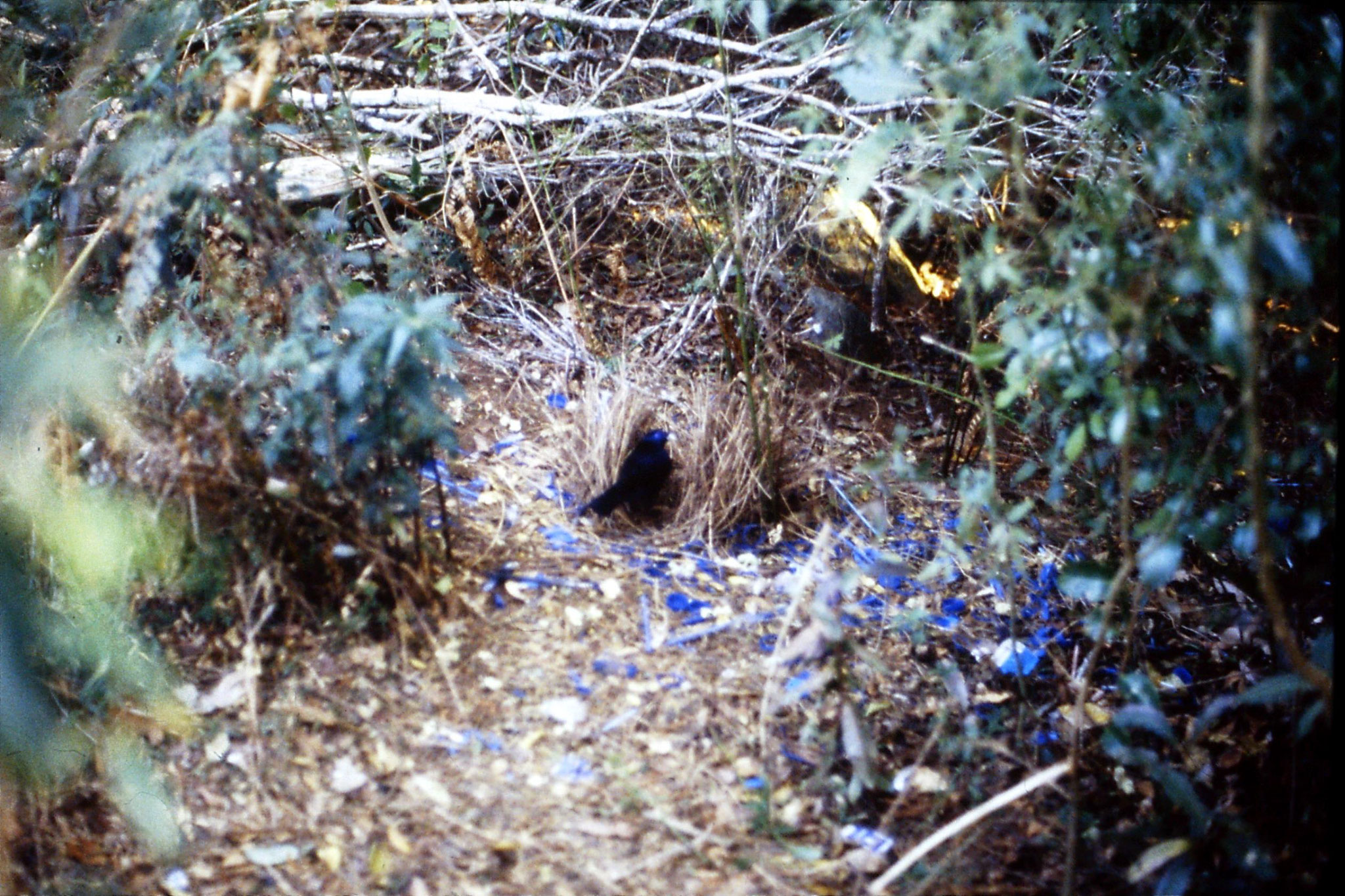 13/10/1990: 19: Mt Lamington, satin bower bird