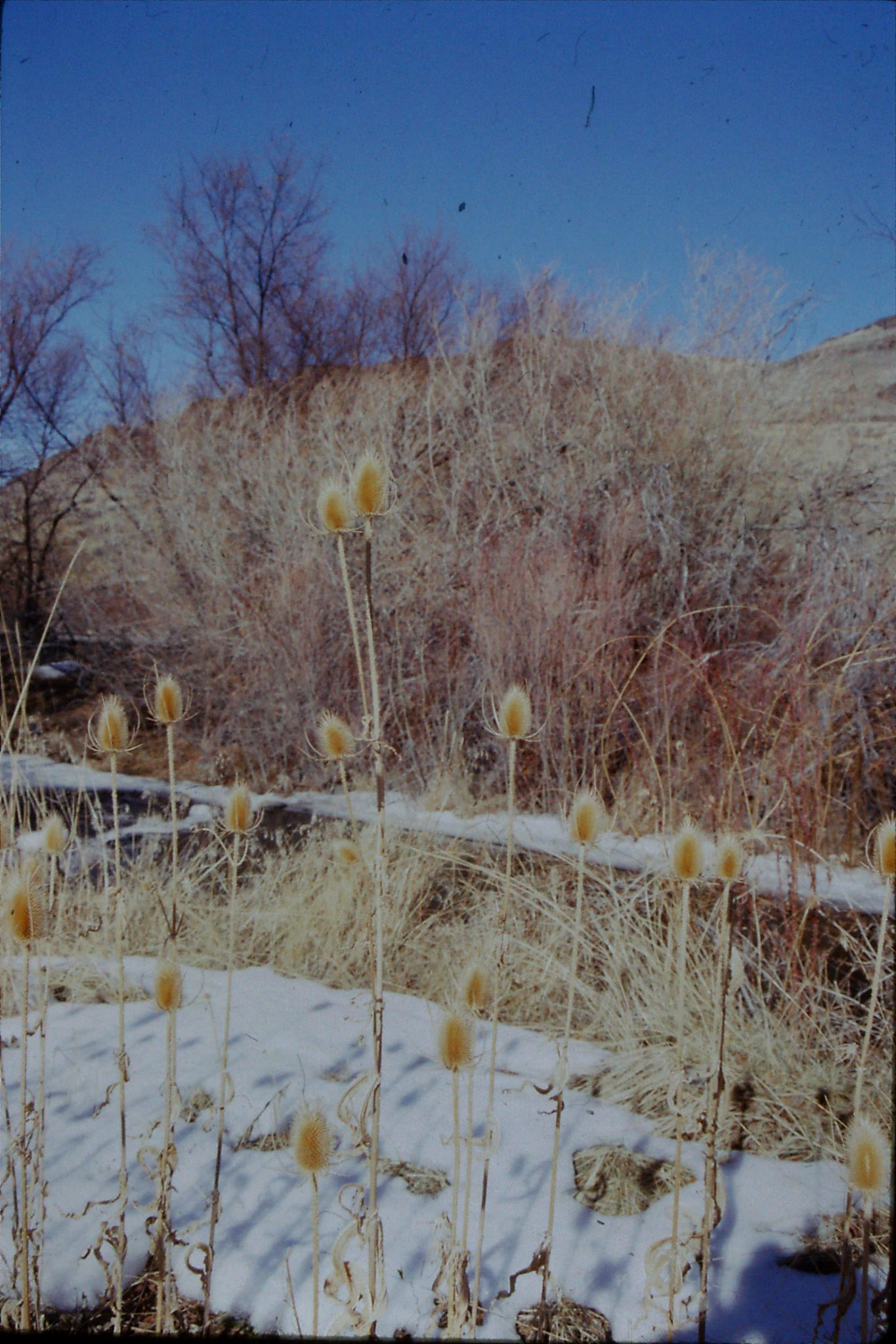 20/1/1991: 15: Rock Creek Canyon