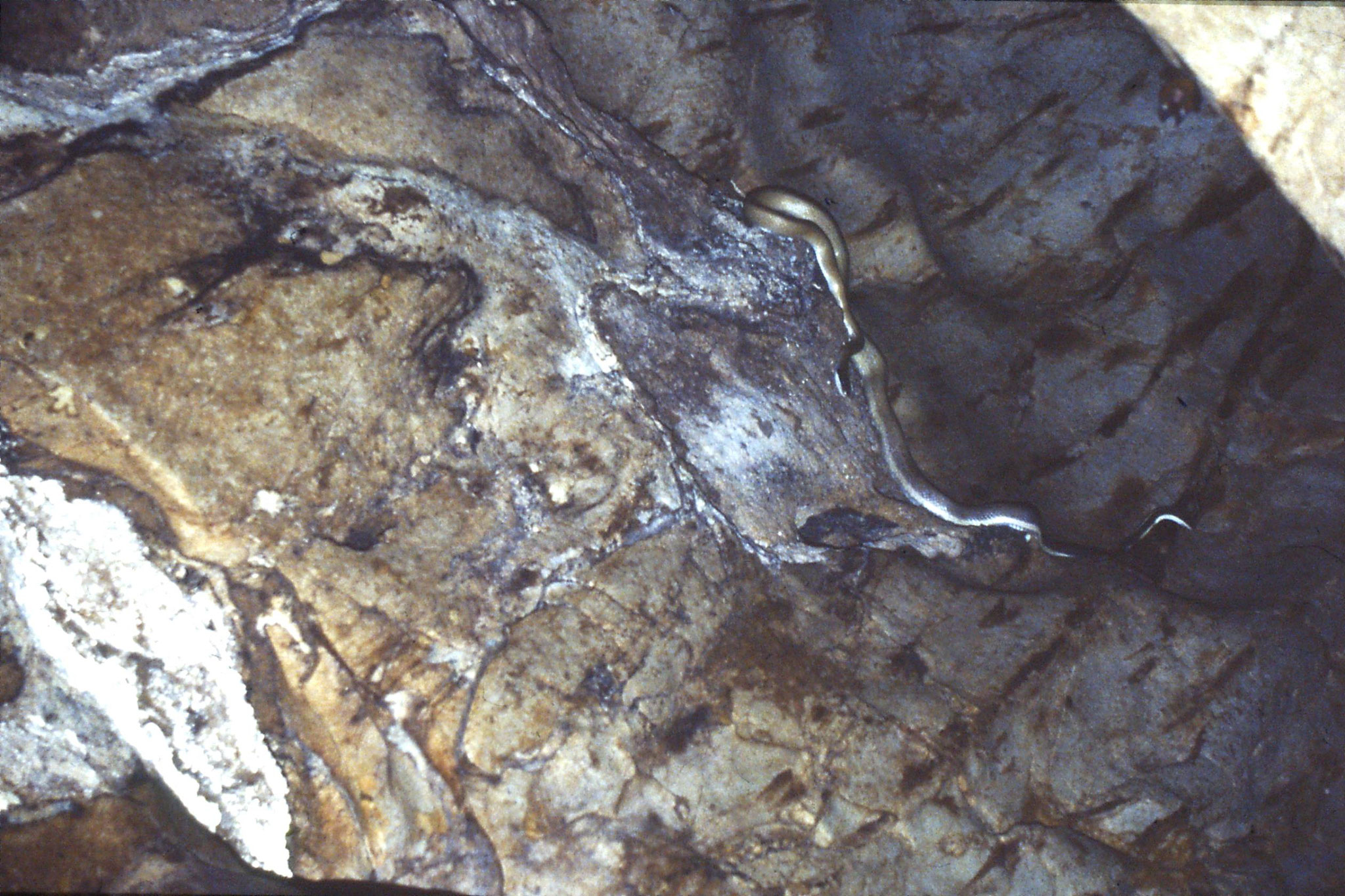 26/6/1990: 21: Tamen Negara bat cave and Cave Racer snake