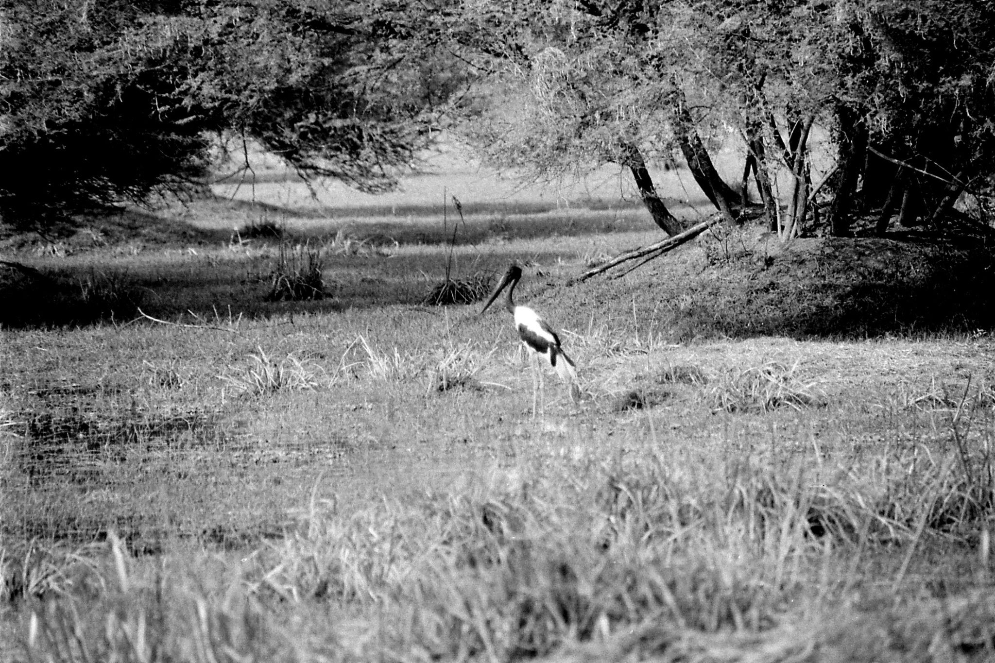 1/4/1990: 19: Bharatpur Black necked stork