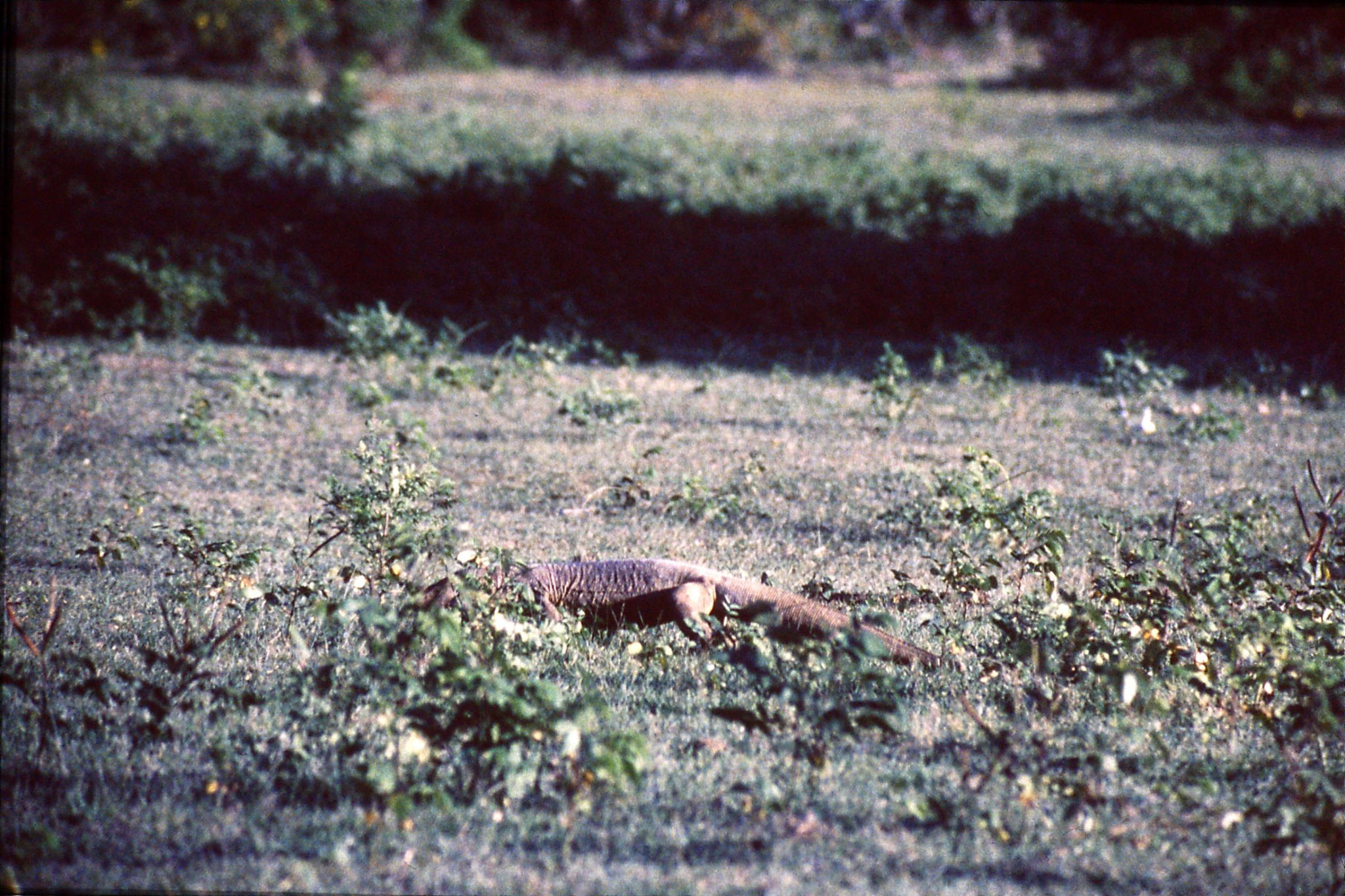 27/1/1989: 30: Yala National Park monitor lizard