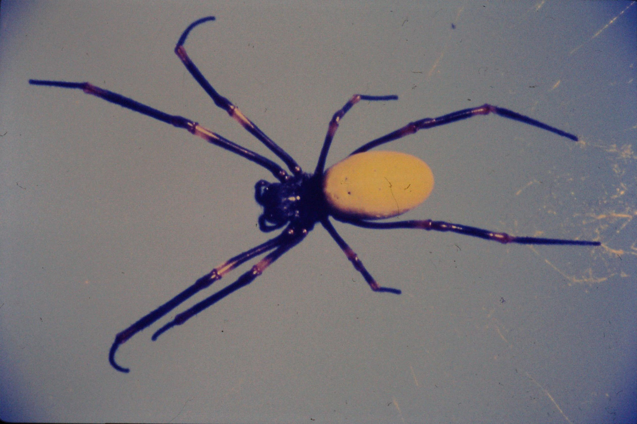 22/11/1990: 22: Somosomo, spider (body 1 inch long)