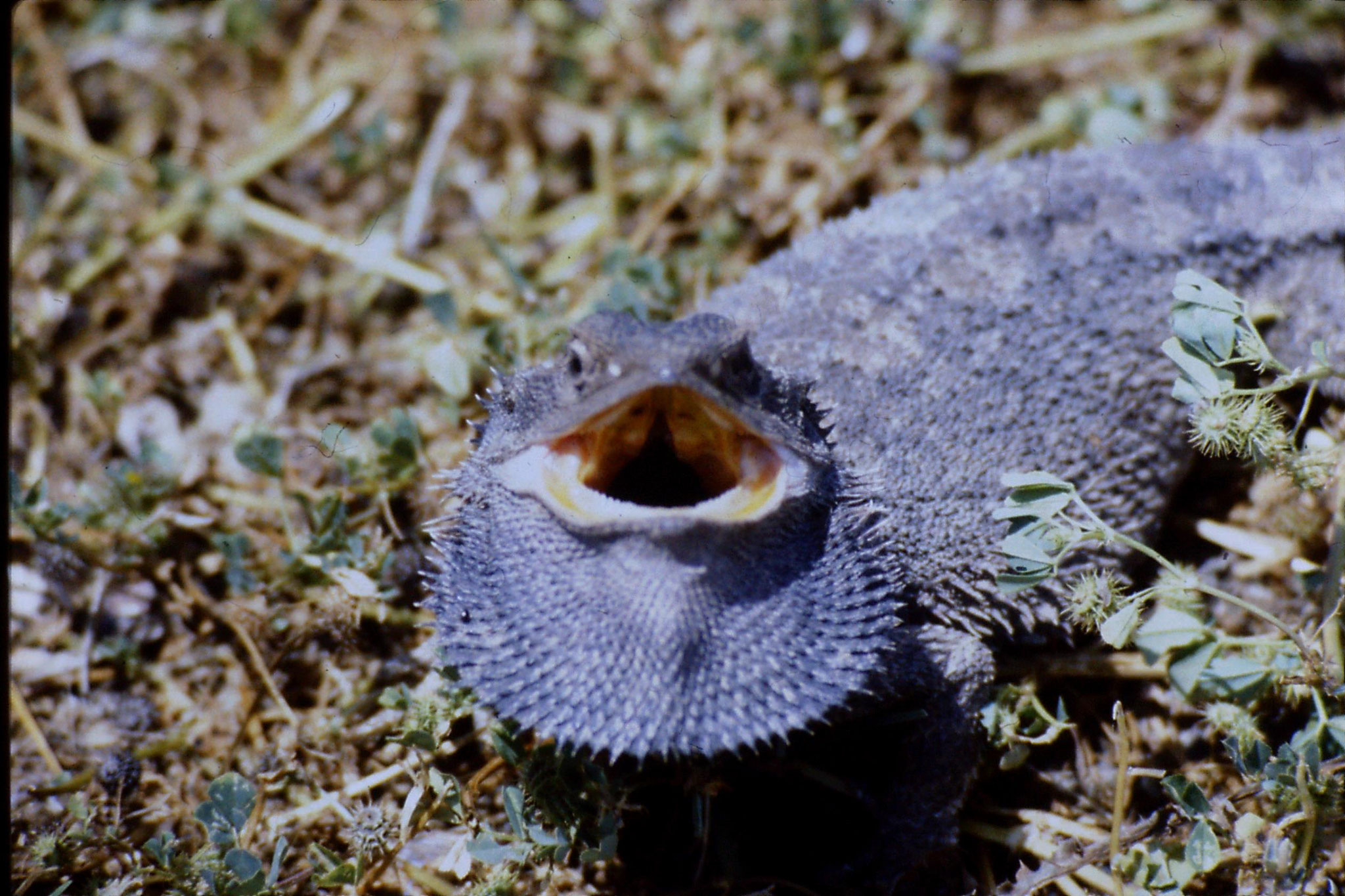 10/10/1990: 31: on road for Lightning Ridge, frilled lizard on road