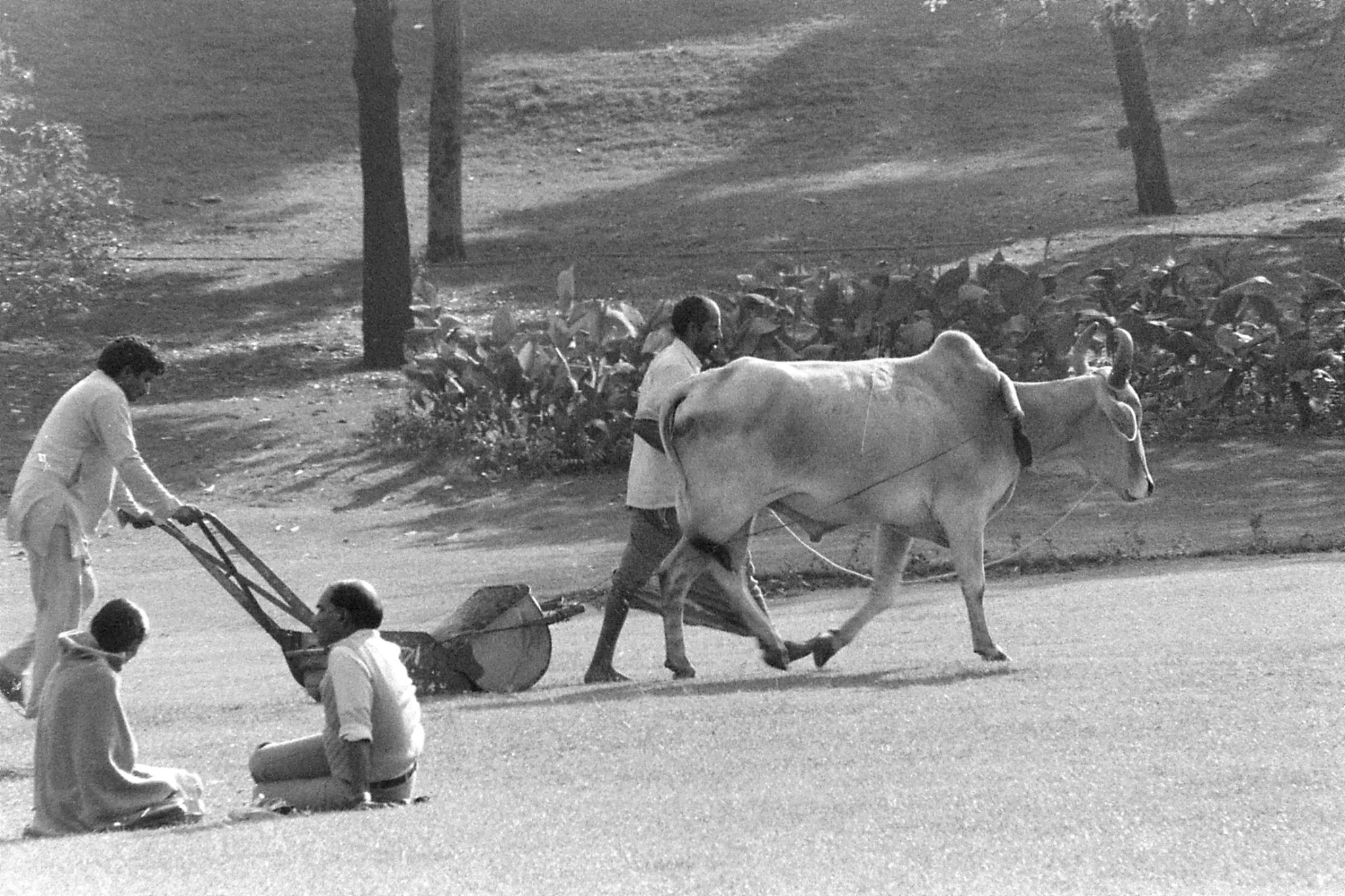 24/11/1989: 18: New Delhi Raj Ghat bullock lawn mower