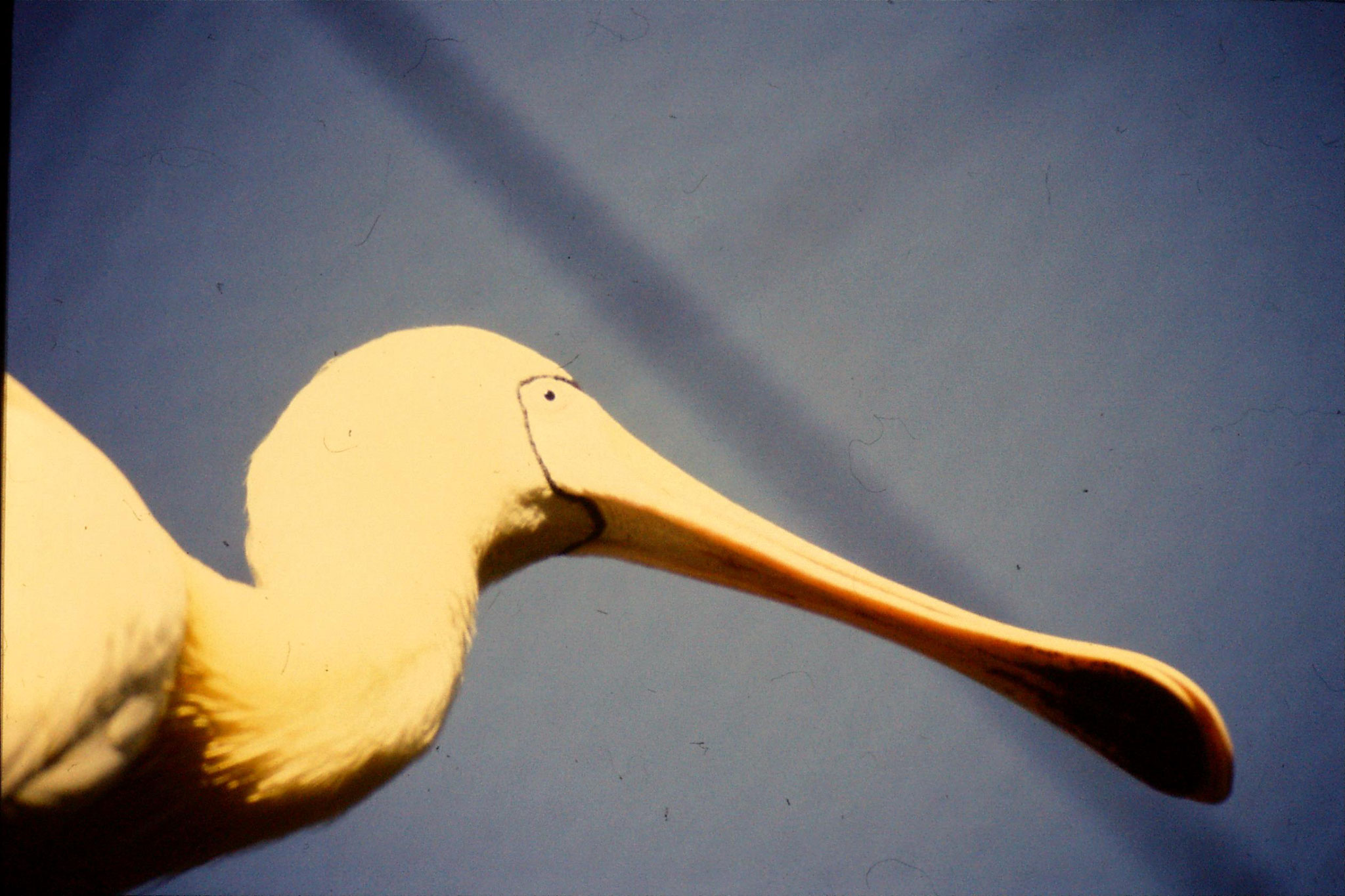 4/10/1990: 21: Healesville  Sanctuary, spoonbill on nest