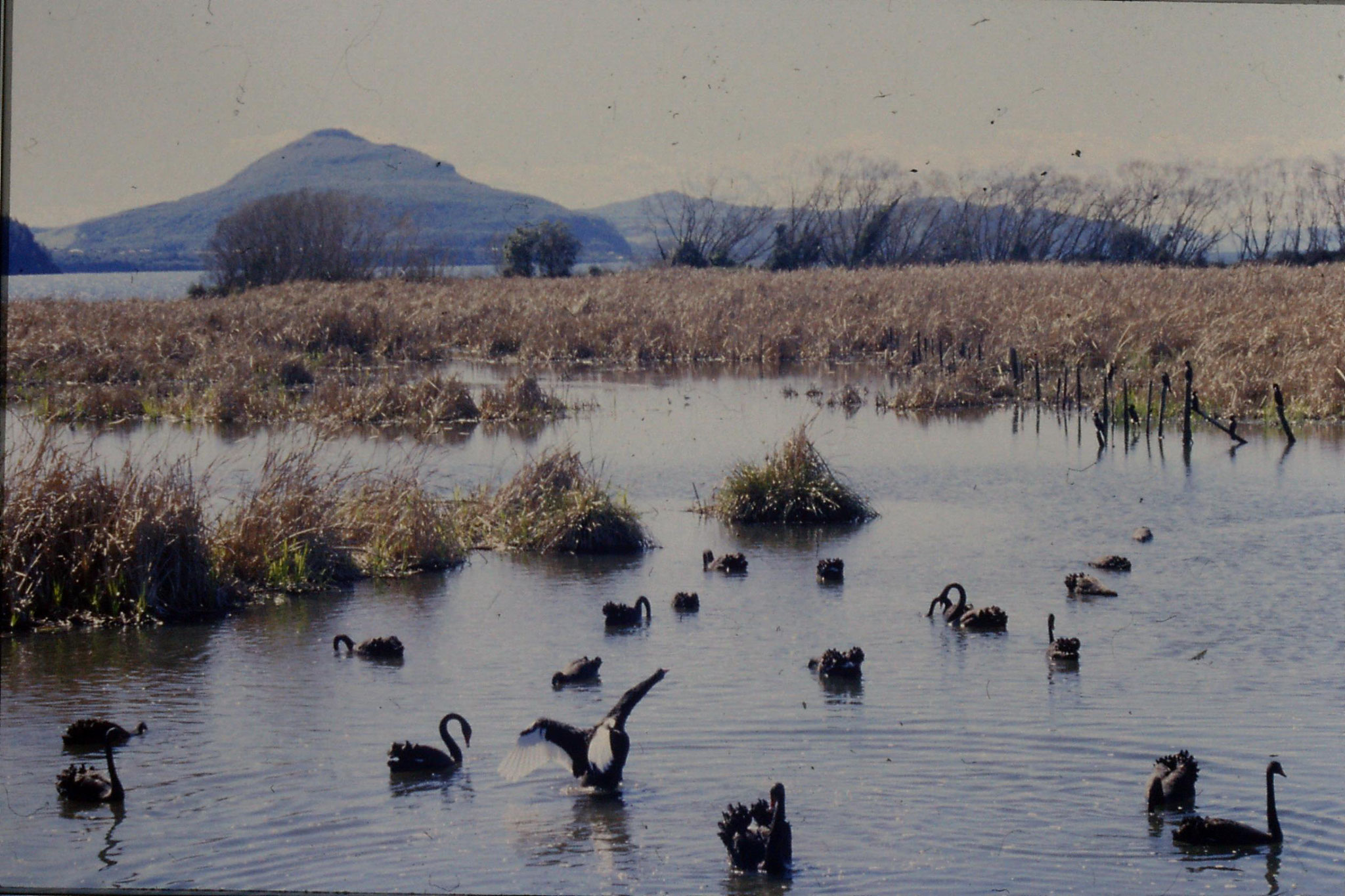 30/8/1990: 14: black swans at Waihi