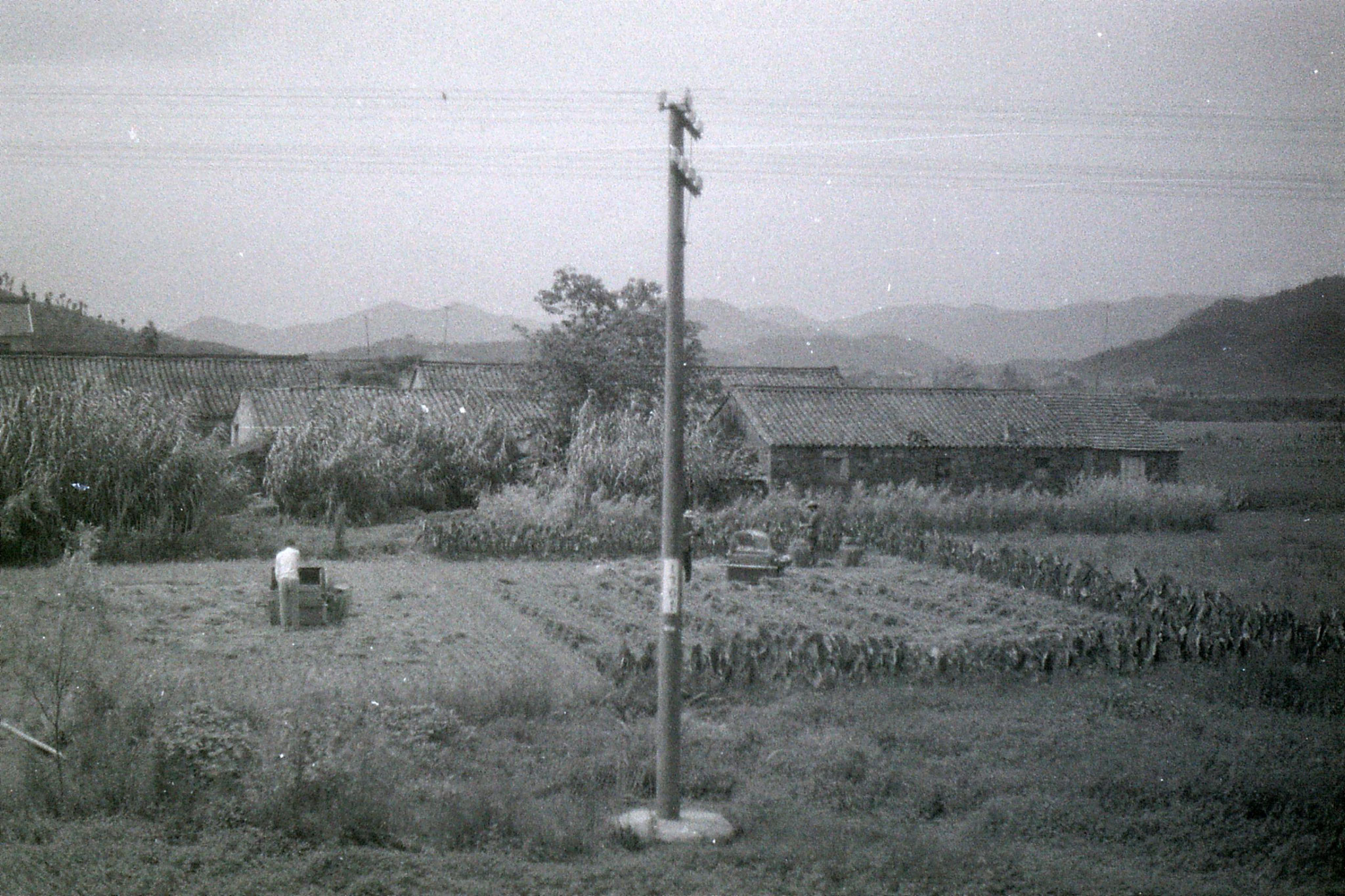 23/7/1989: 23: fields from train to Ningbo