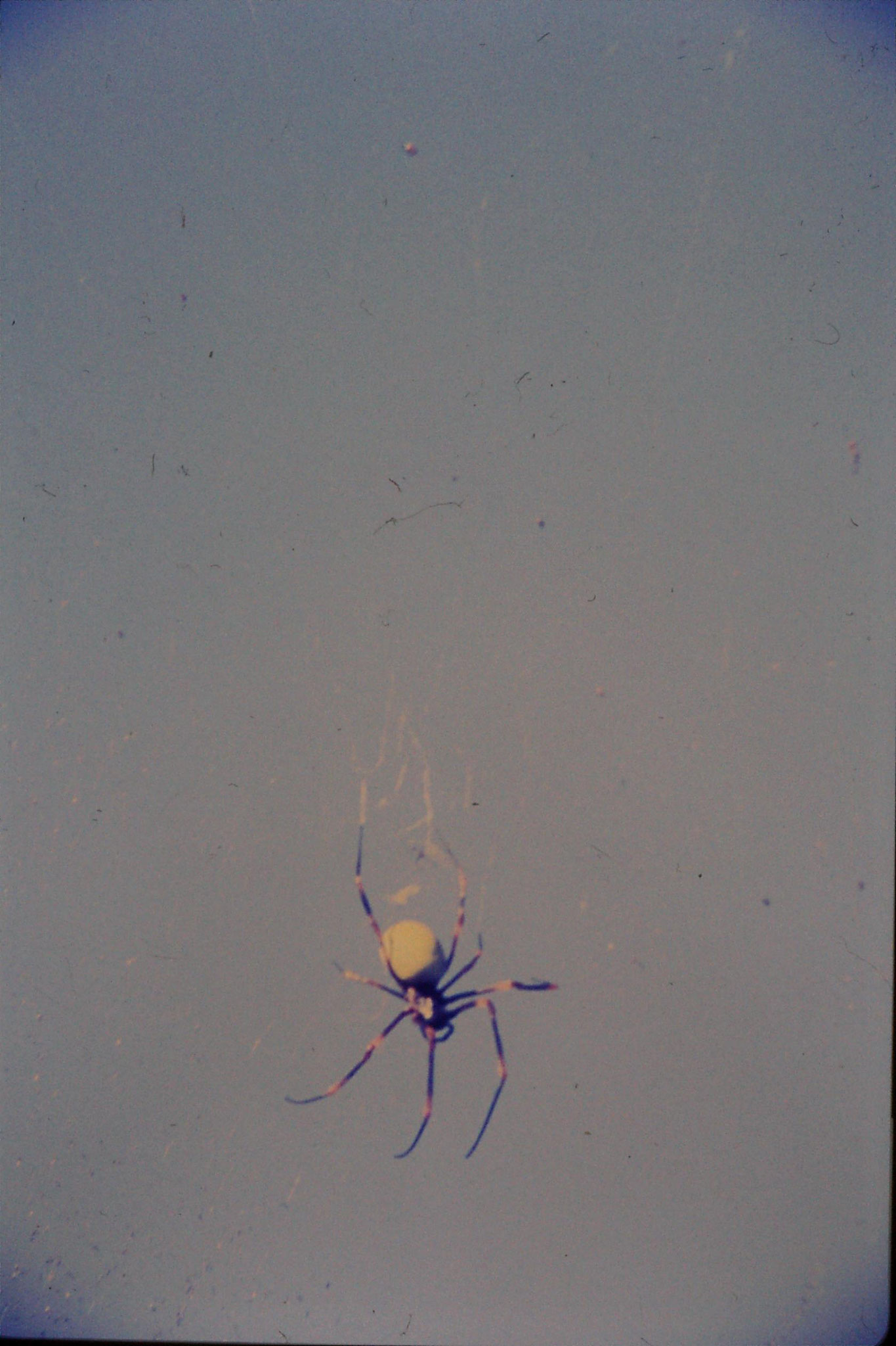 22/11/1990: 21: Somosomo, spider (body 1 inch long)