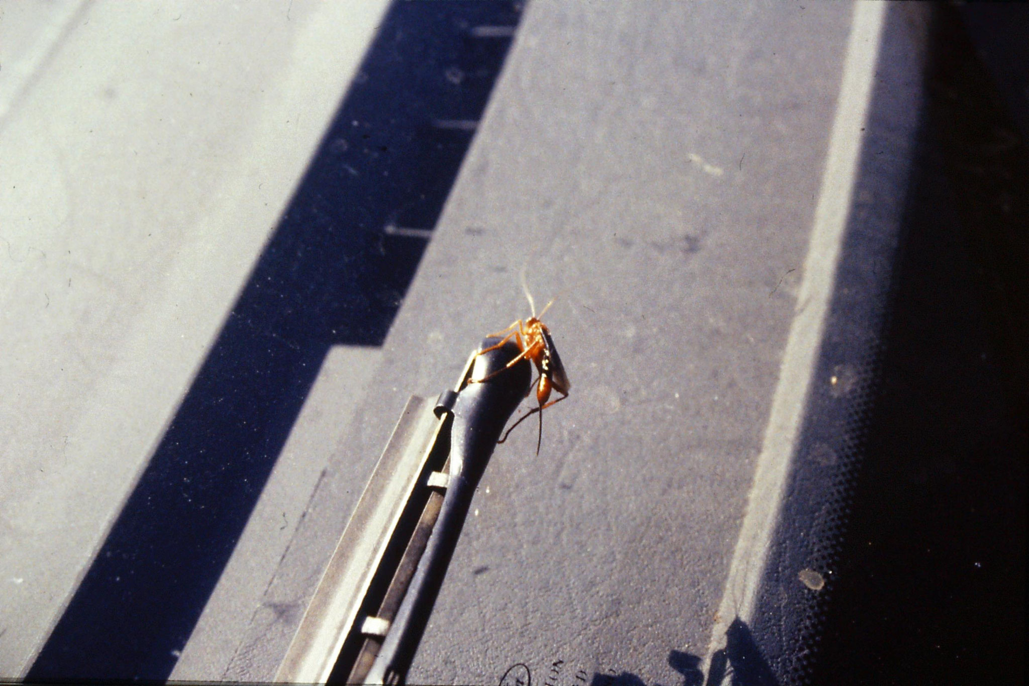 20/9/1990: 36:insect on windscreen