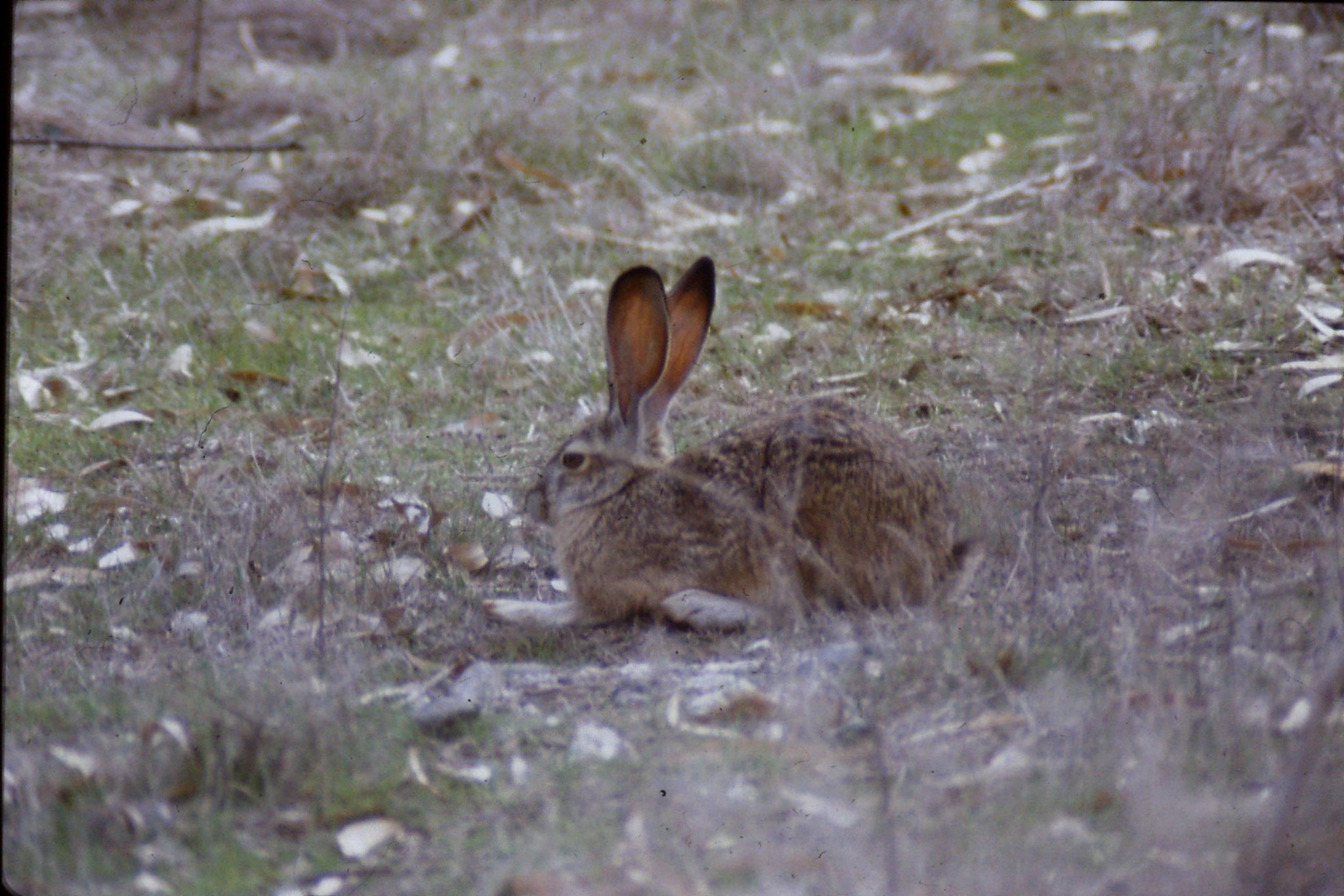 15/2/1991: 15: Sacramento NWR, Black Tailed Jack Rabbit