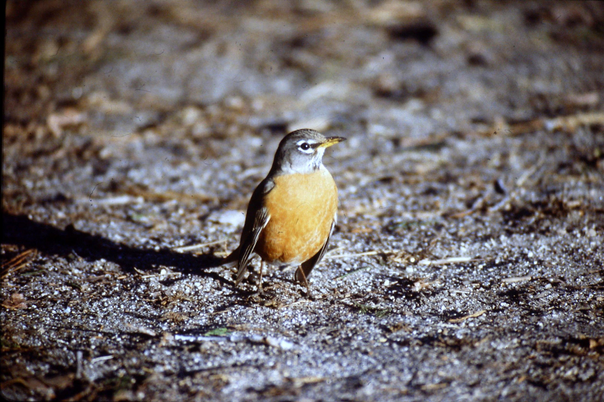 16/2/1991: 27: Yosemite, American Robin