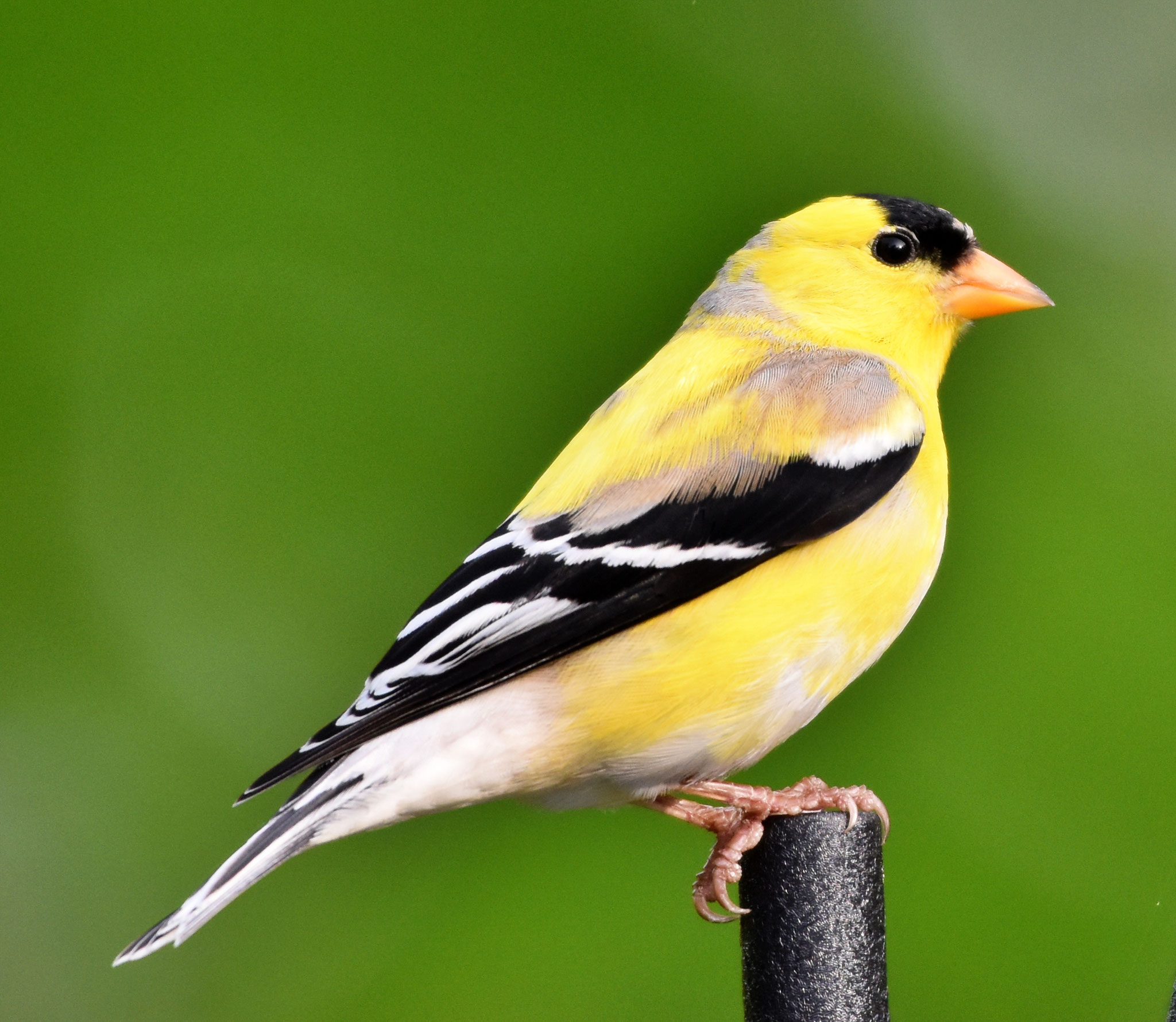 American Goldfinch