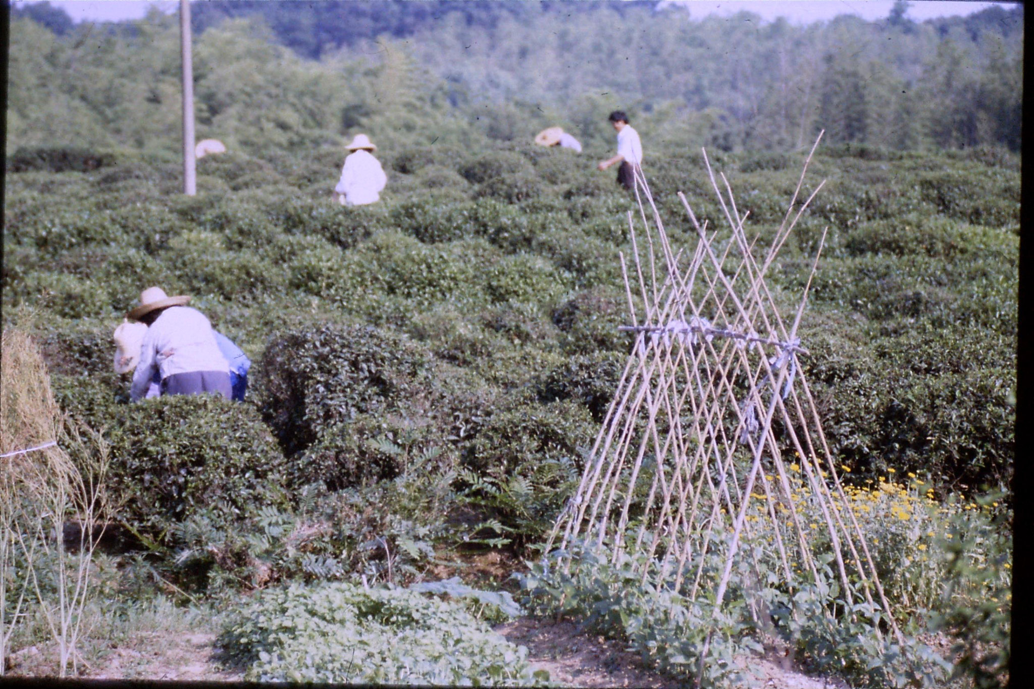 1/6/1989: 32: tea pickers near university