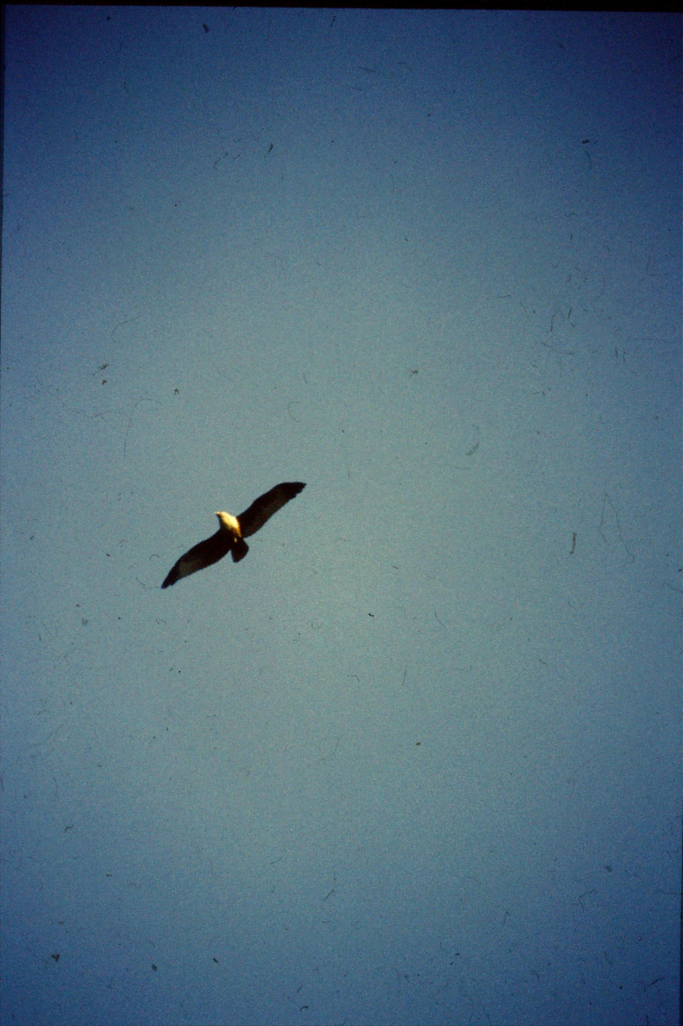 30/12/1989: 0:Goa Candolim Brahminy Kite