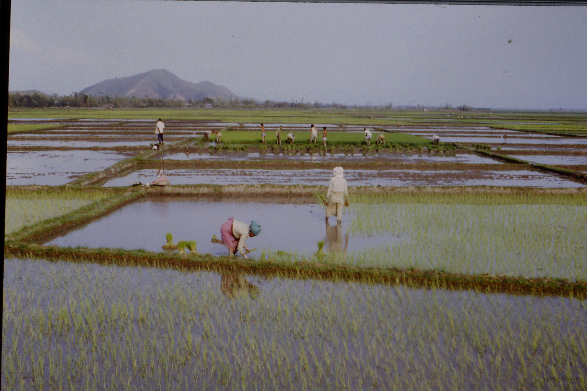 113/21: 17/4 Rice Planting