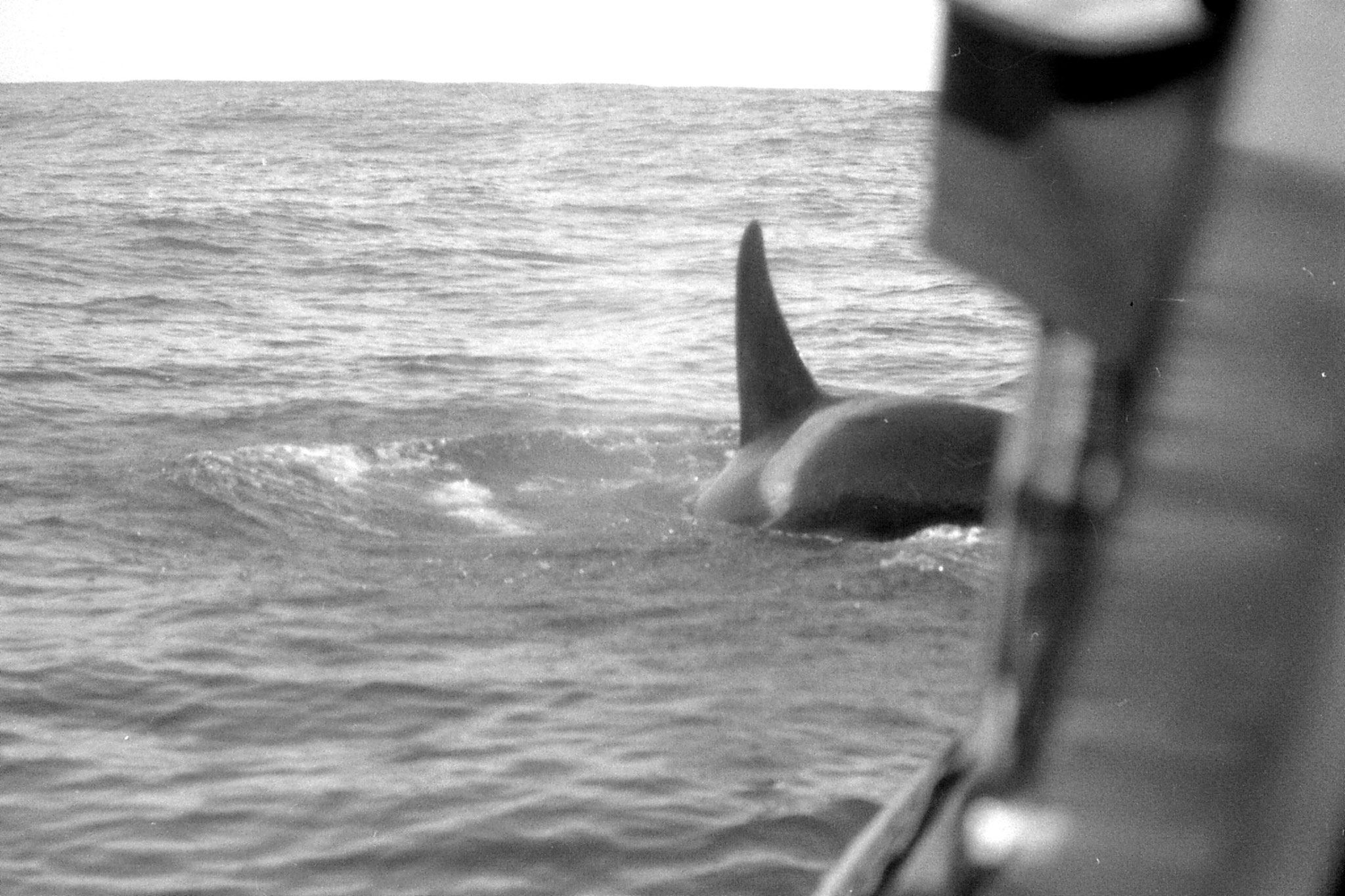 9/8/1990: 15:Kaikoura: killer whale