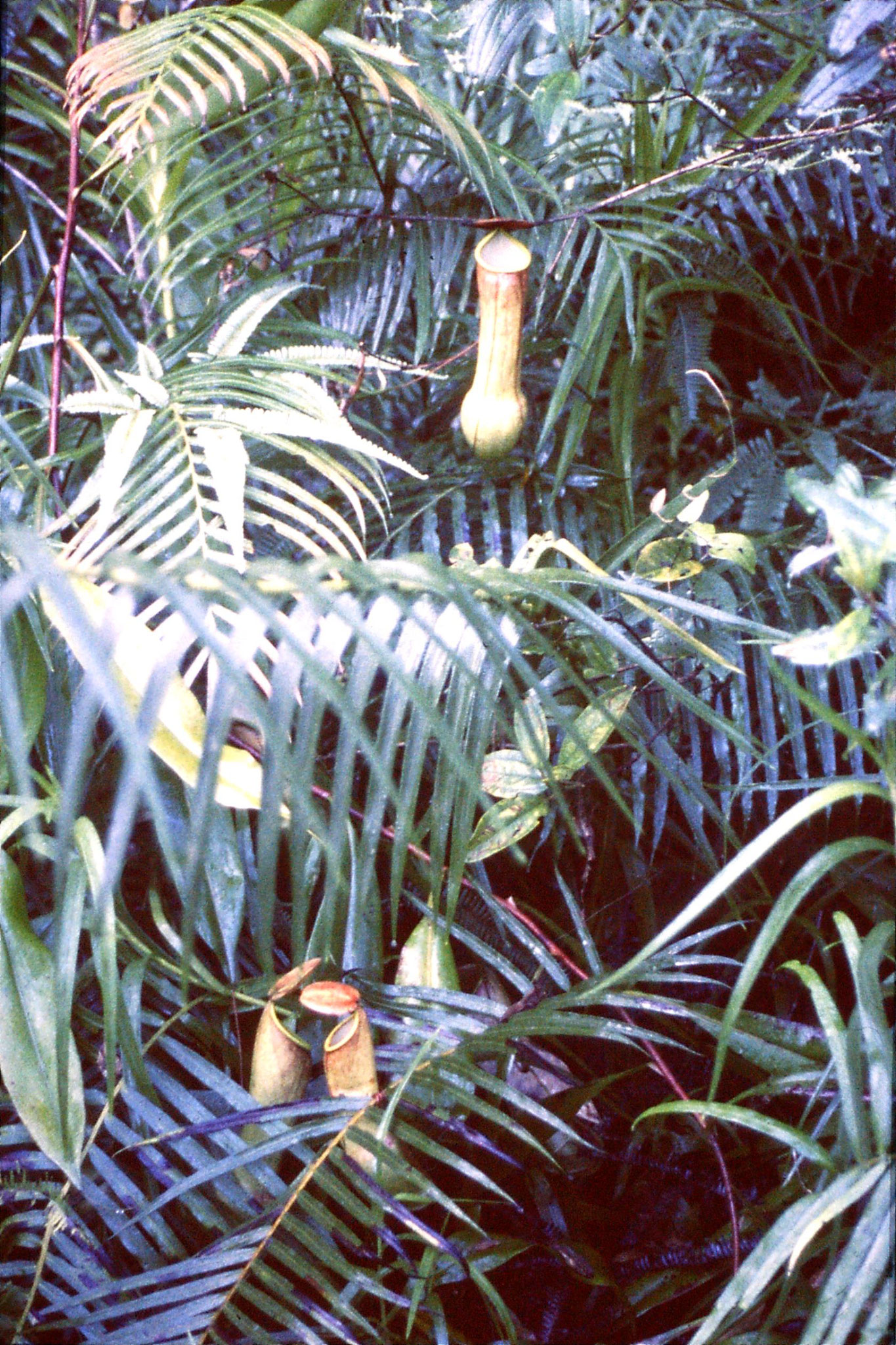 29/1/1990: 7: Sinharaja forest pitcher plants